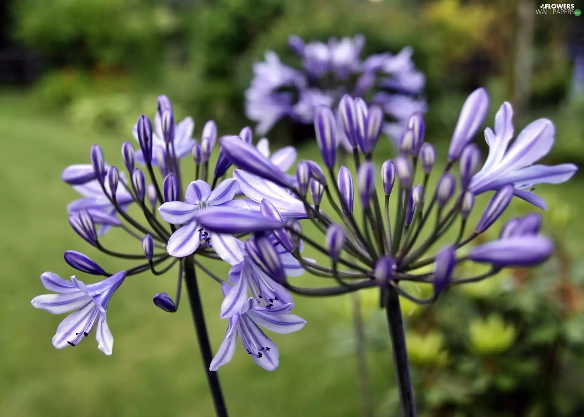Agapanthus