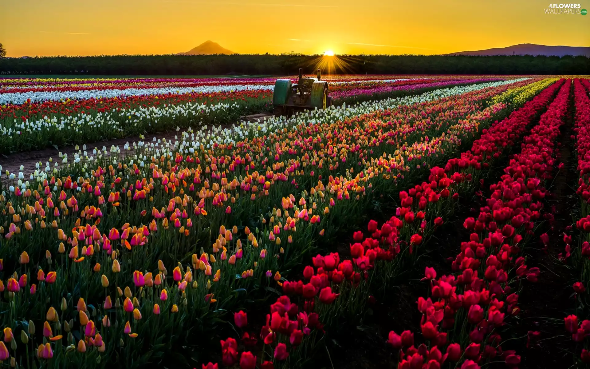 west, color, Front Truck, Tulips, Field, sun, agronomical