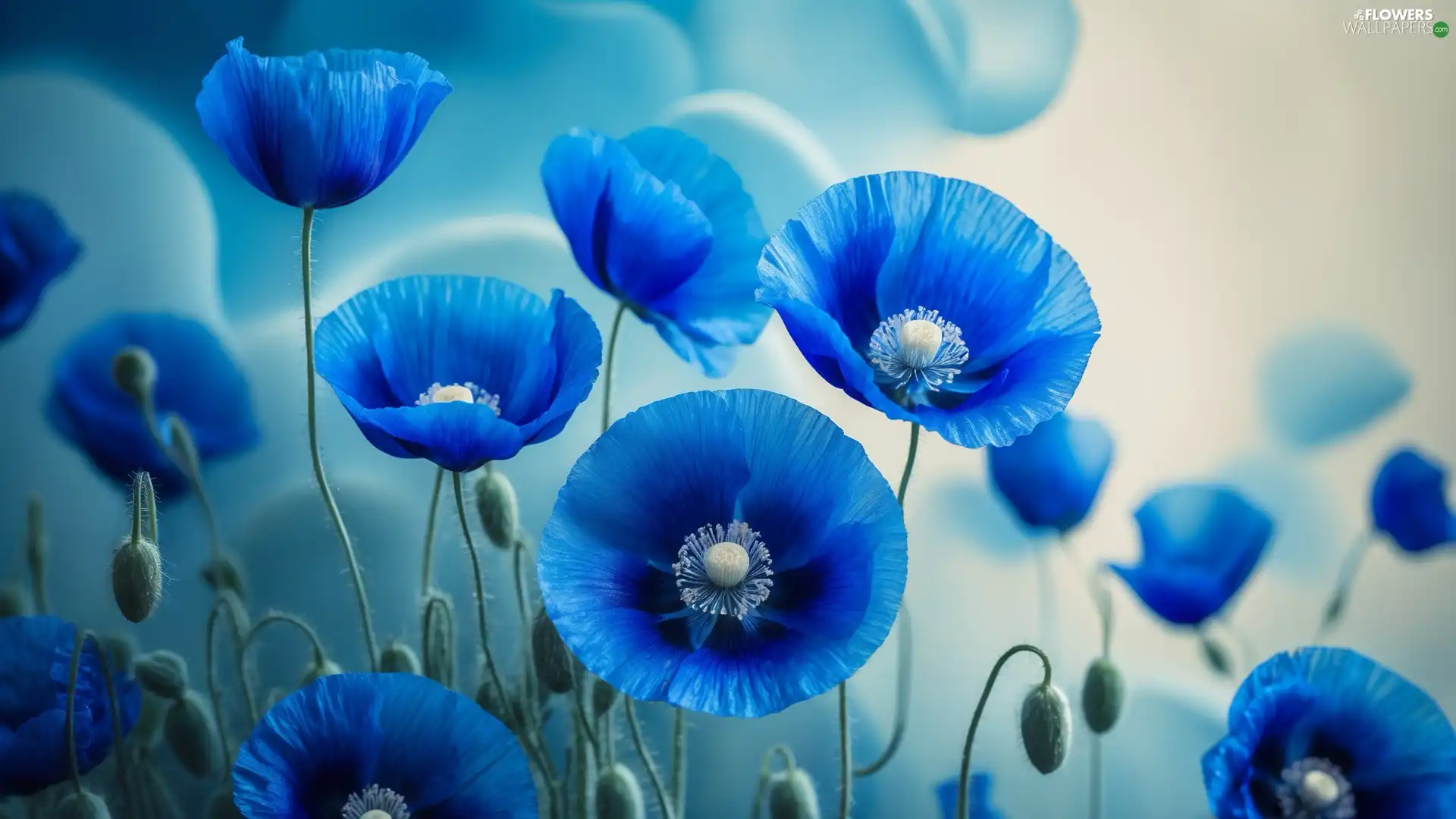 blur, Ai, Blue, Buds, papavers