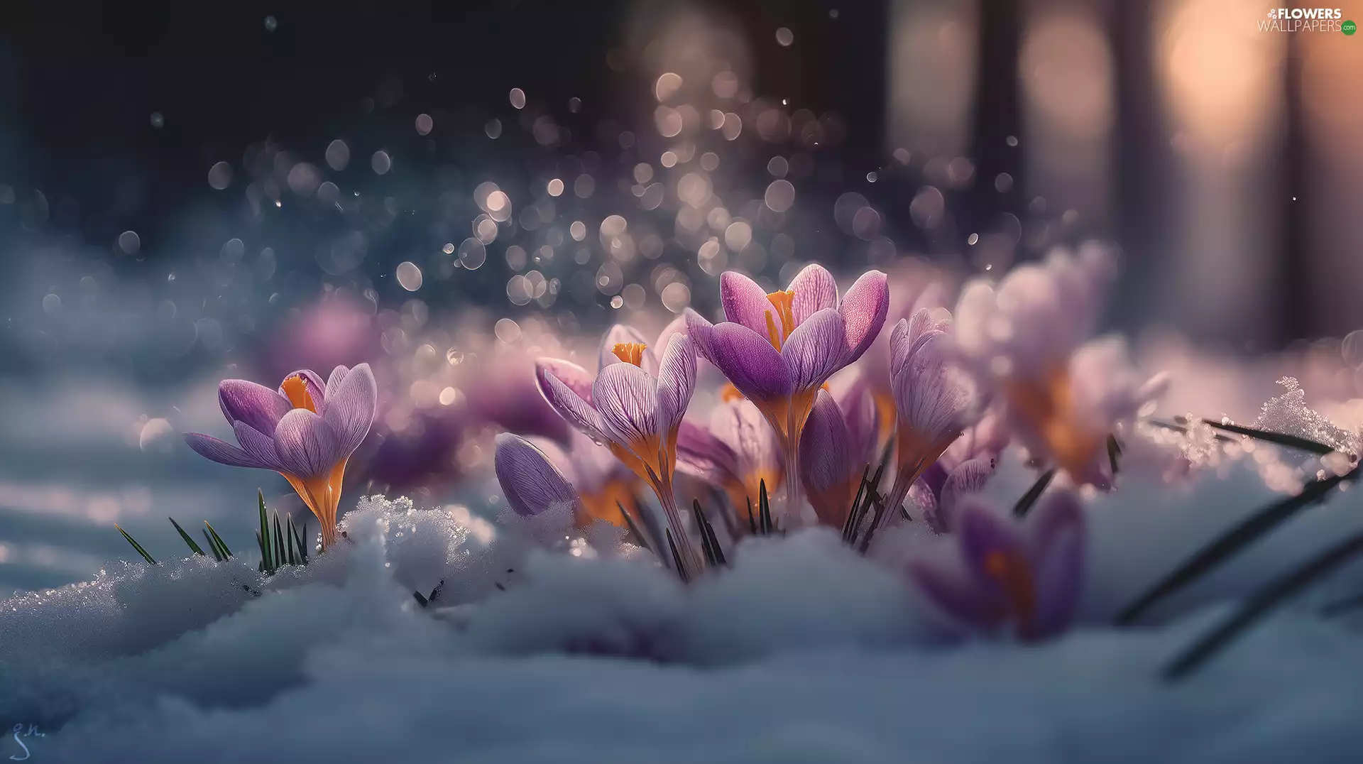 graphics, Ai, crocuses, snow, purple