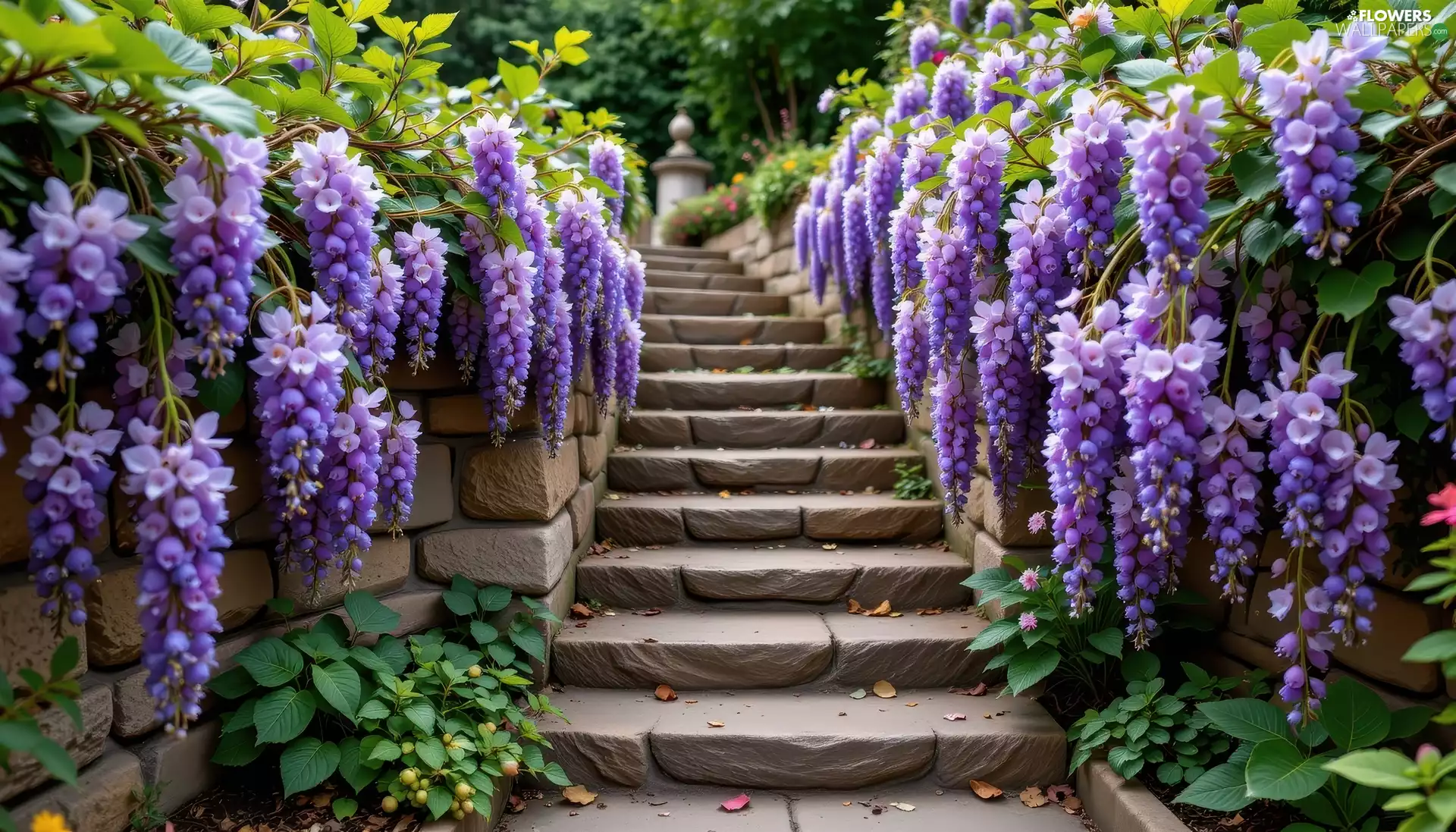 purple, Stairs, wistaria, Ai, Flowers, hanging
