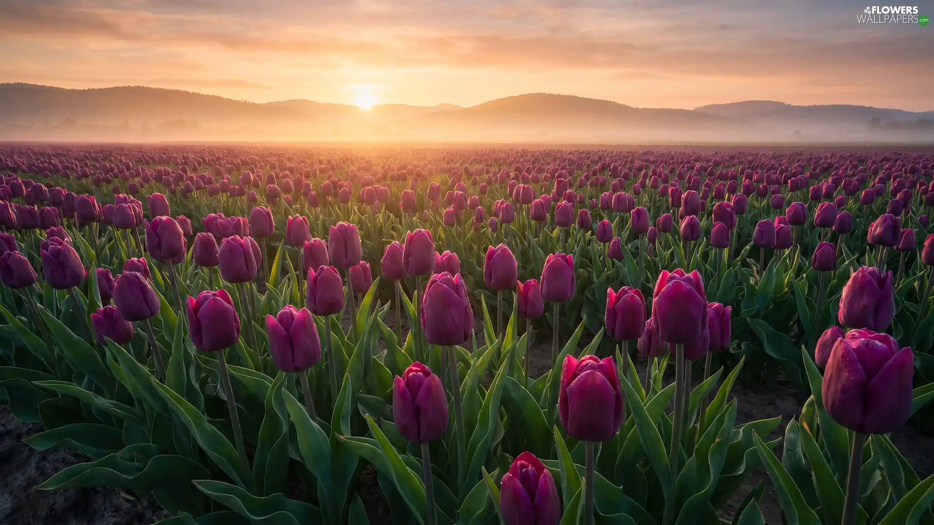 Tulips, Field, Fog, Ai, Sunrise, plantation