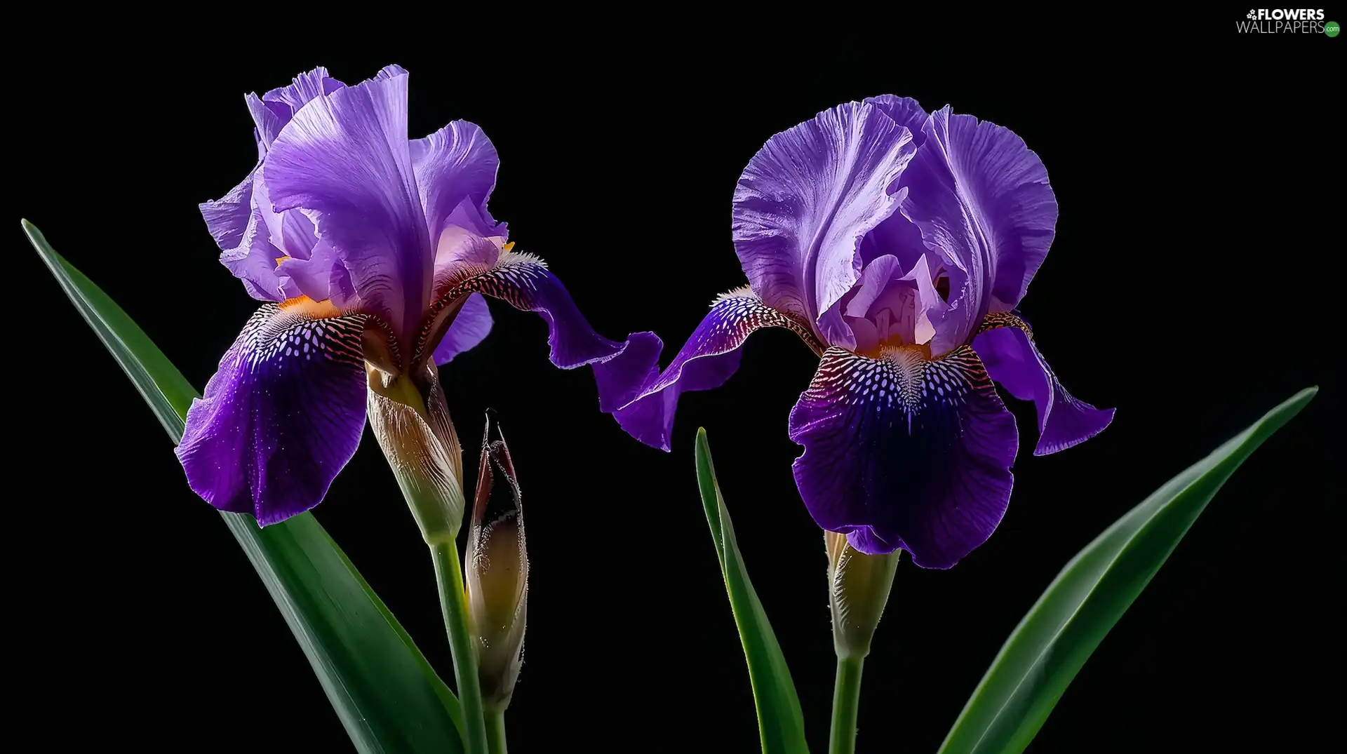 background, Ai, purple, Black, Irises