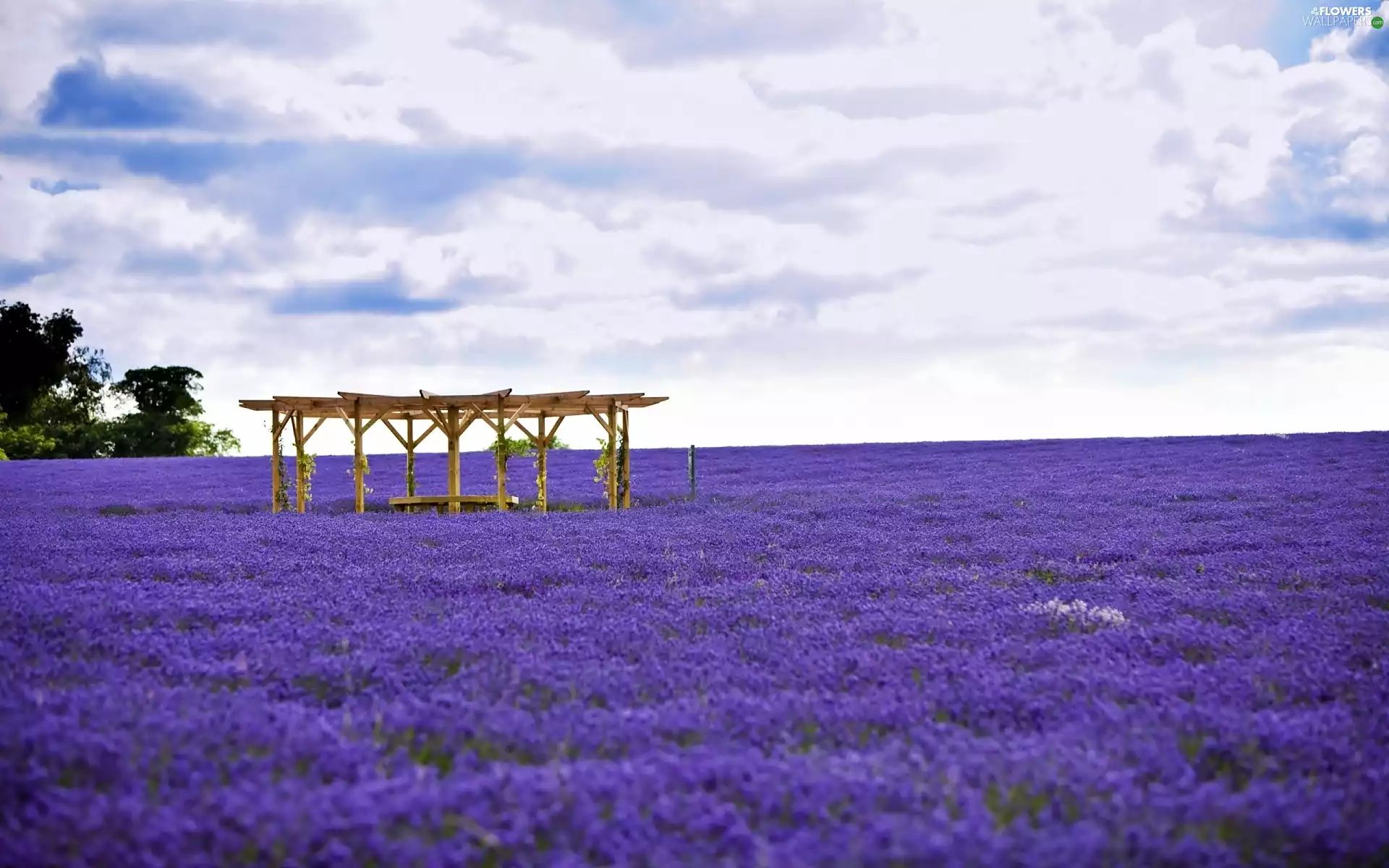 viewes, alcove, lavender, trees, Field