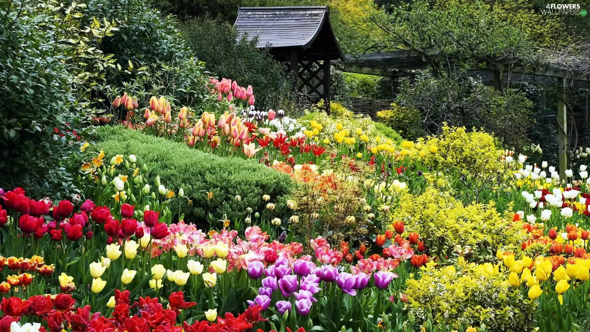 alcove, Garden, Tulips