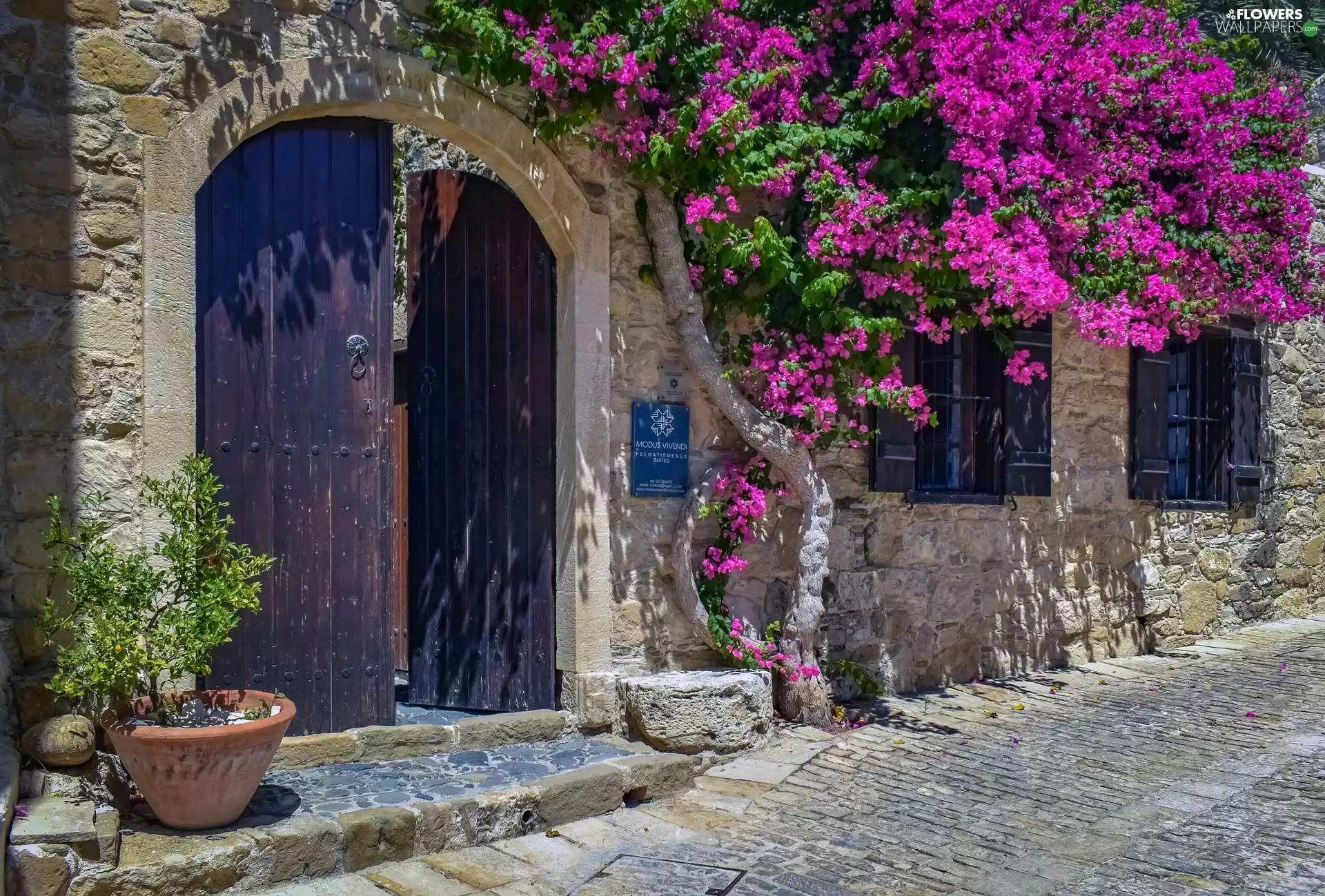 front, Doors, Bougainvillea, Windows, trees, house, stone, alley