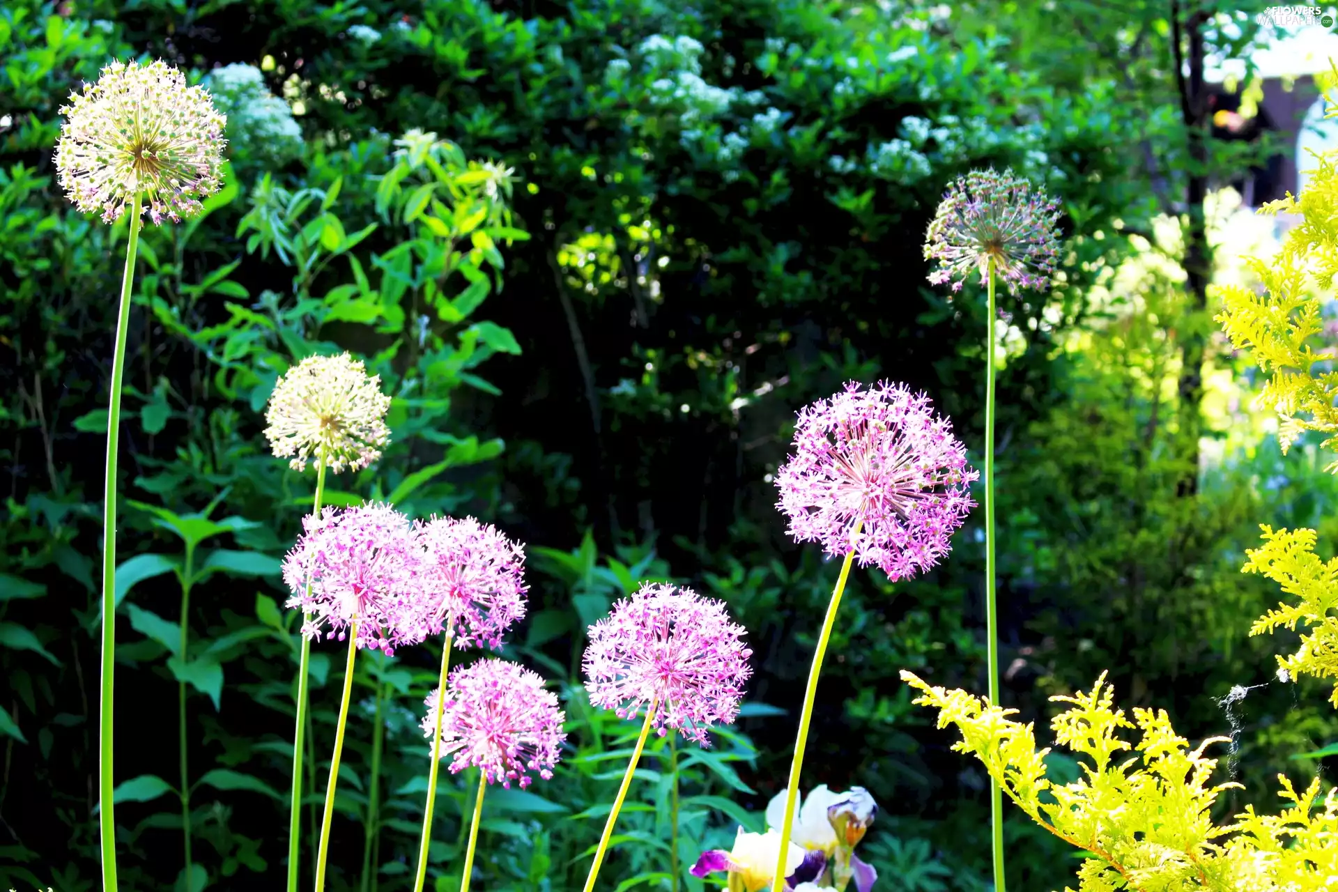 Allium