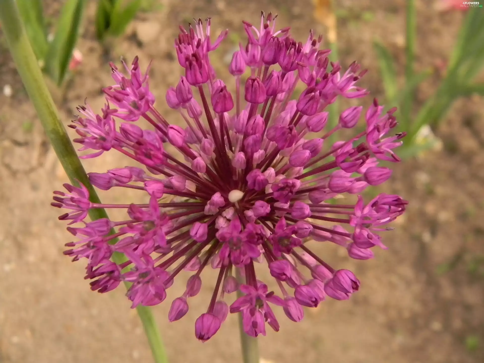 Allium, inflorescence