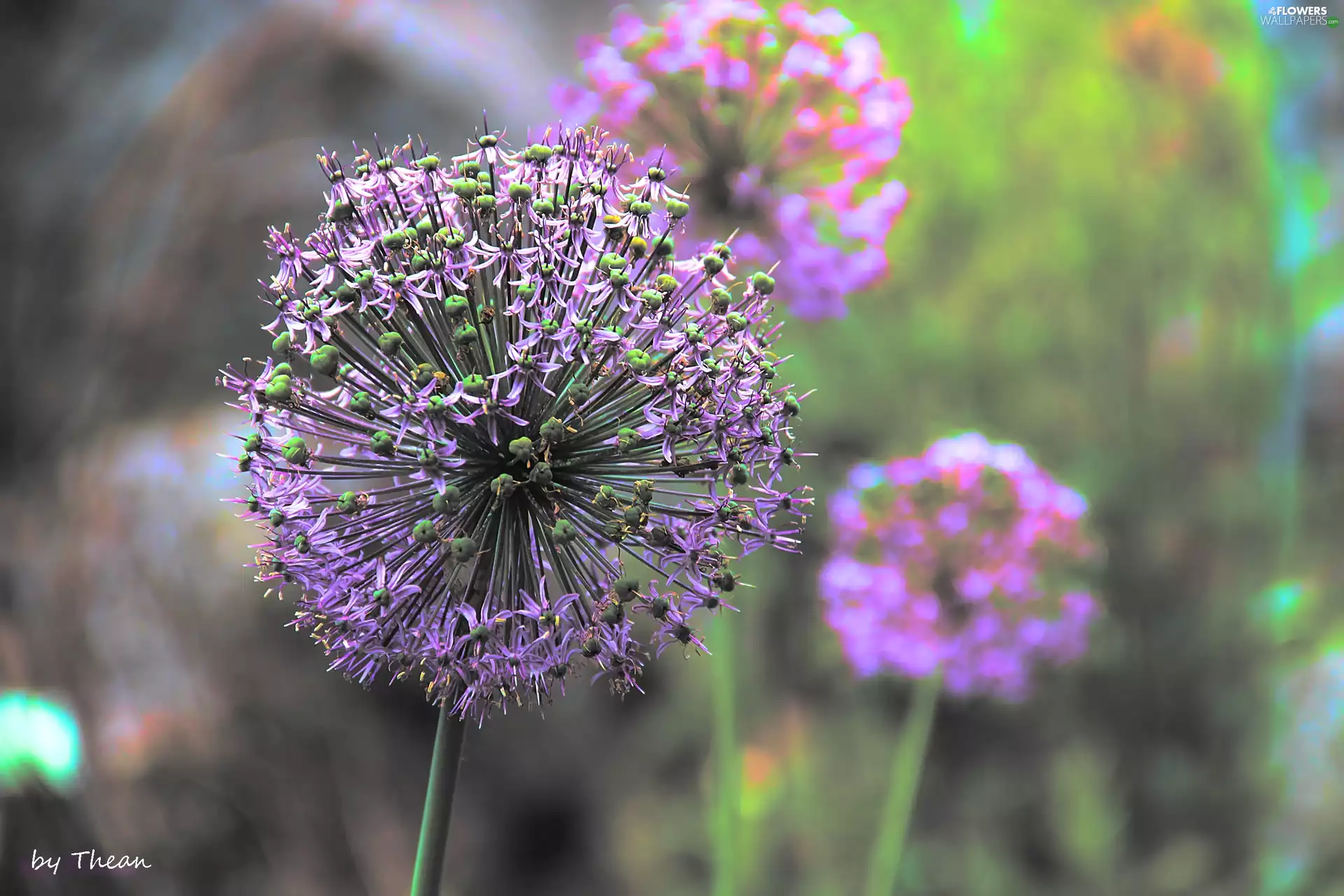 Allium