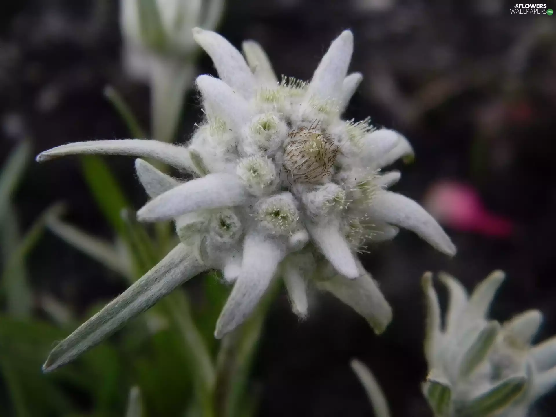 alpine edelweiss