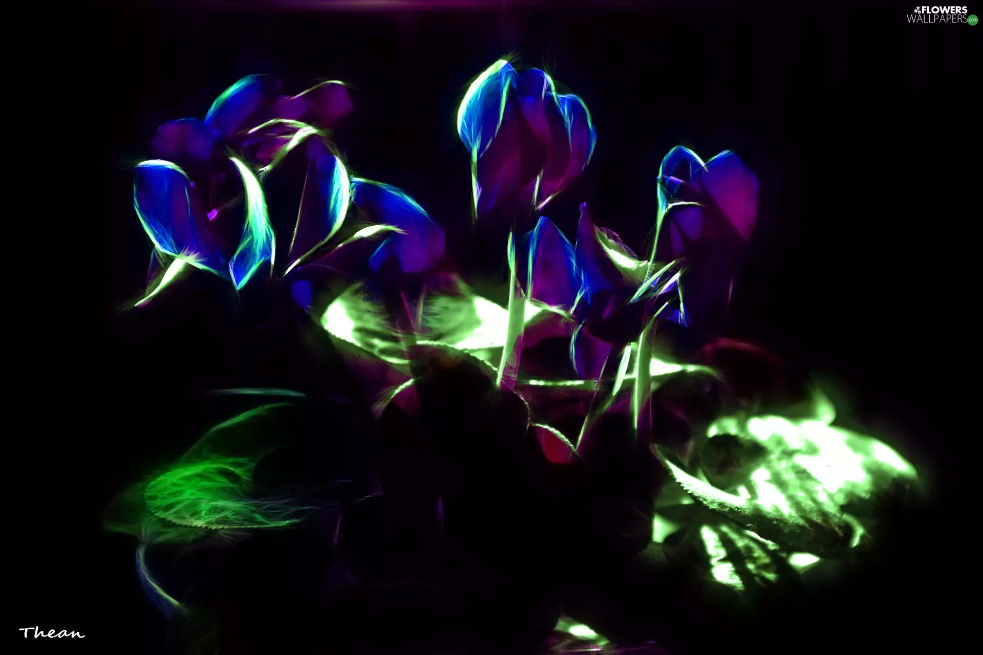 Cyclamen, Alpine Violets, Fractalius