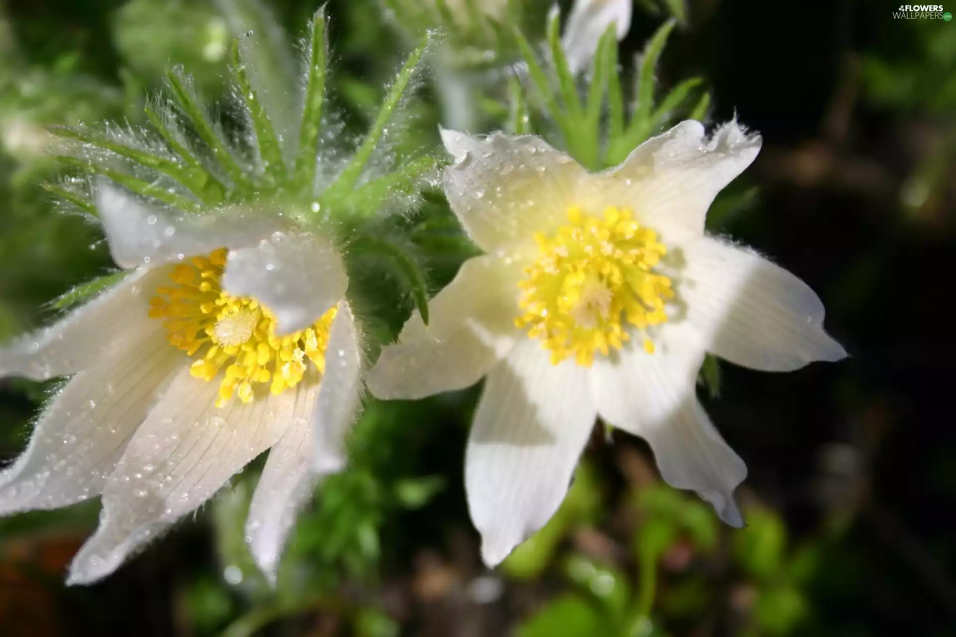 alpine pasque