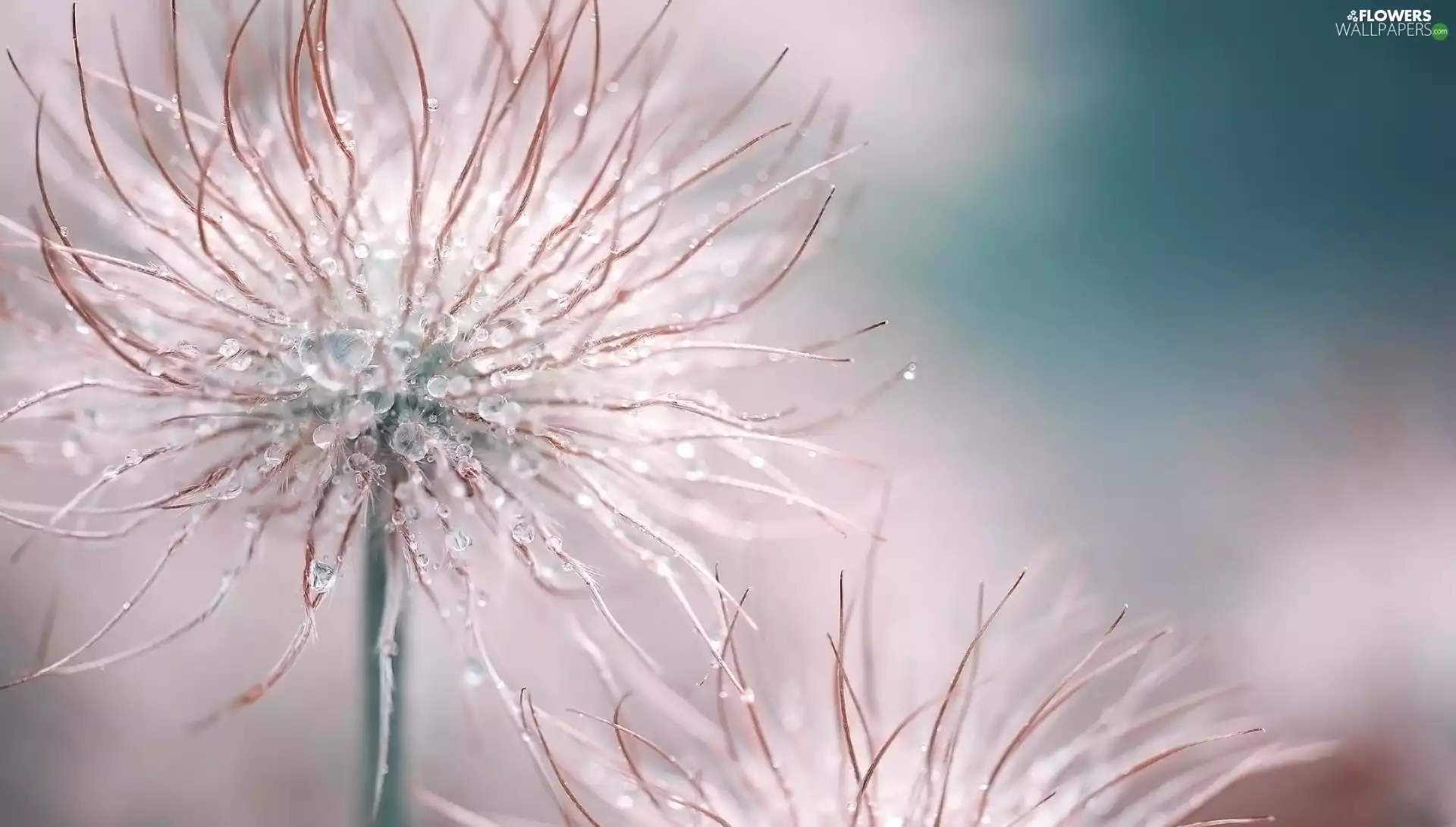 Achenes, Alpine Pasqueflower, drops, seedheads