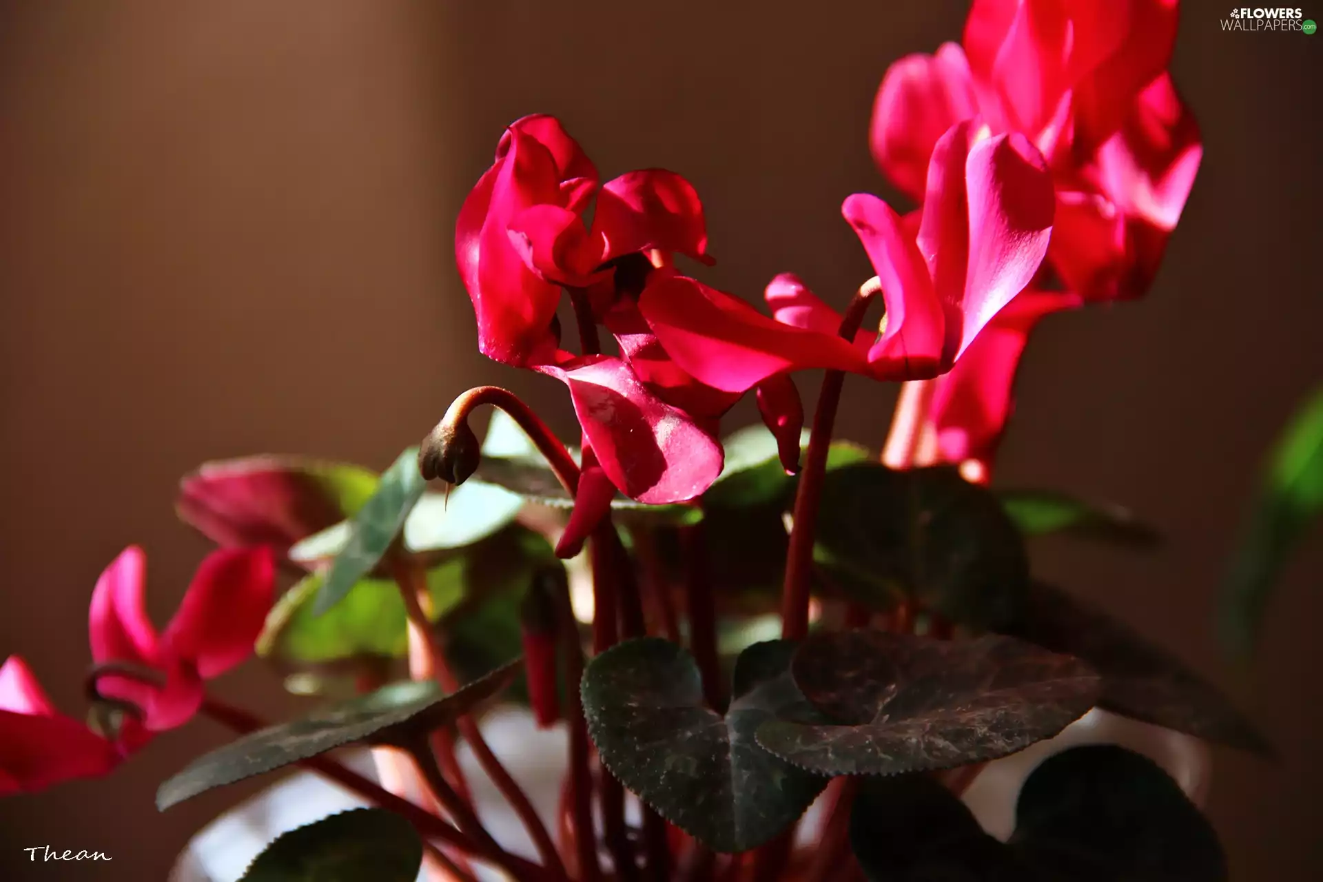 Cyclamen