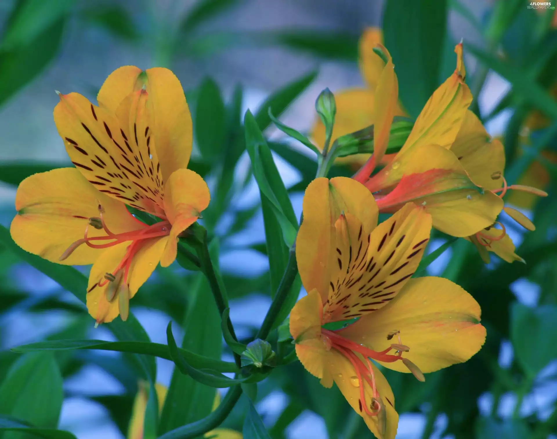 Alstroemeria