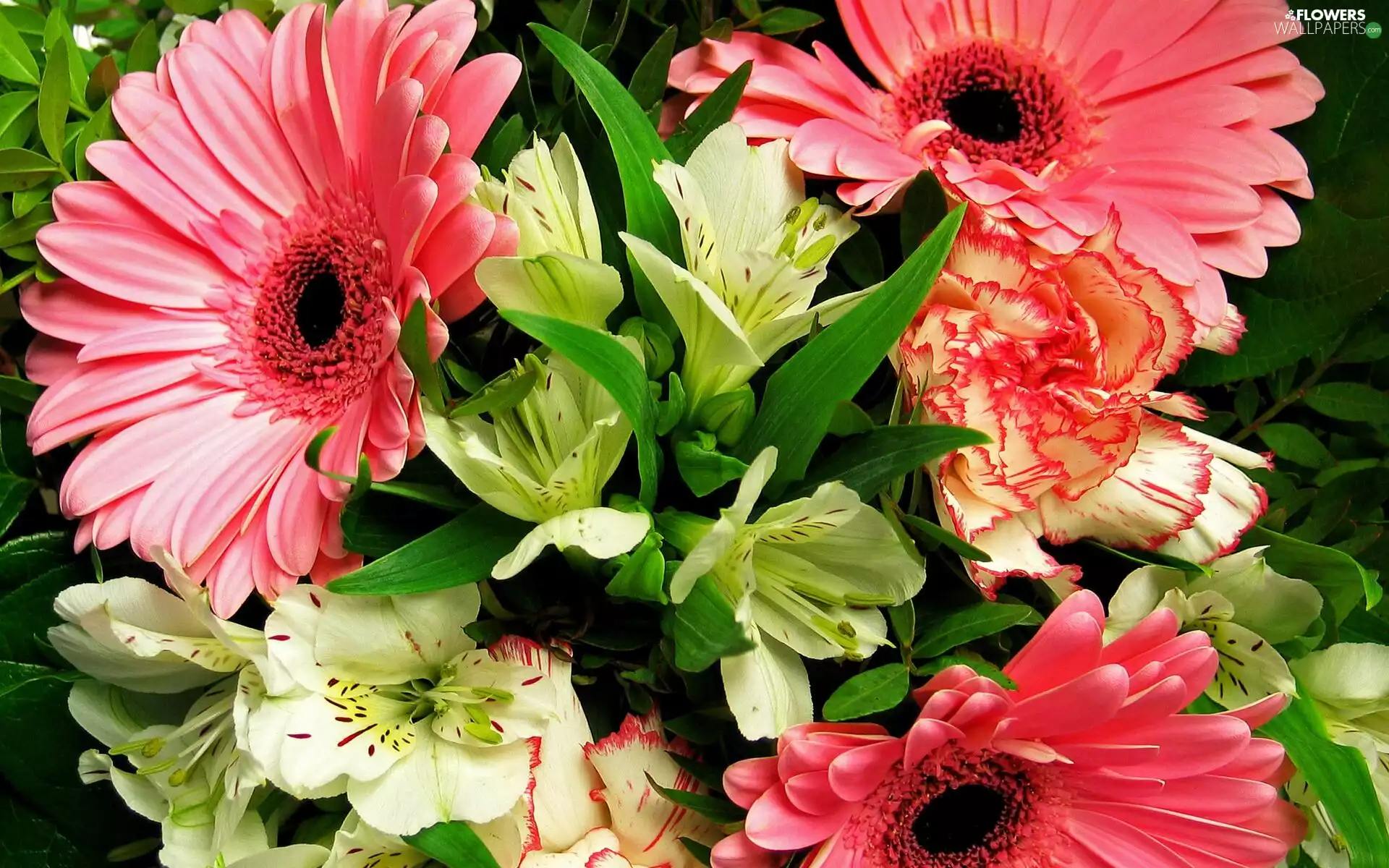 bouquet, gerberas, pink, Alstroemeria
