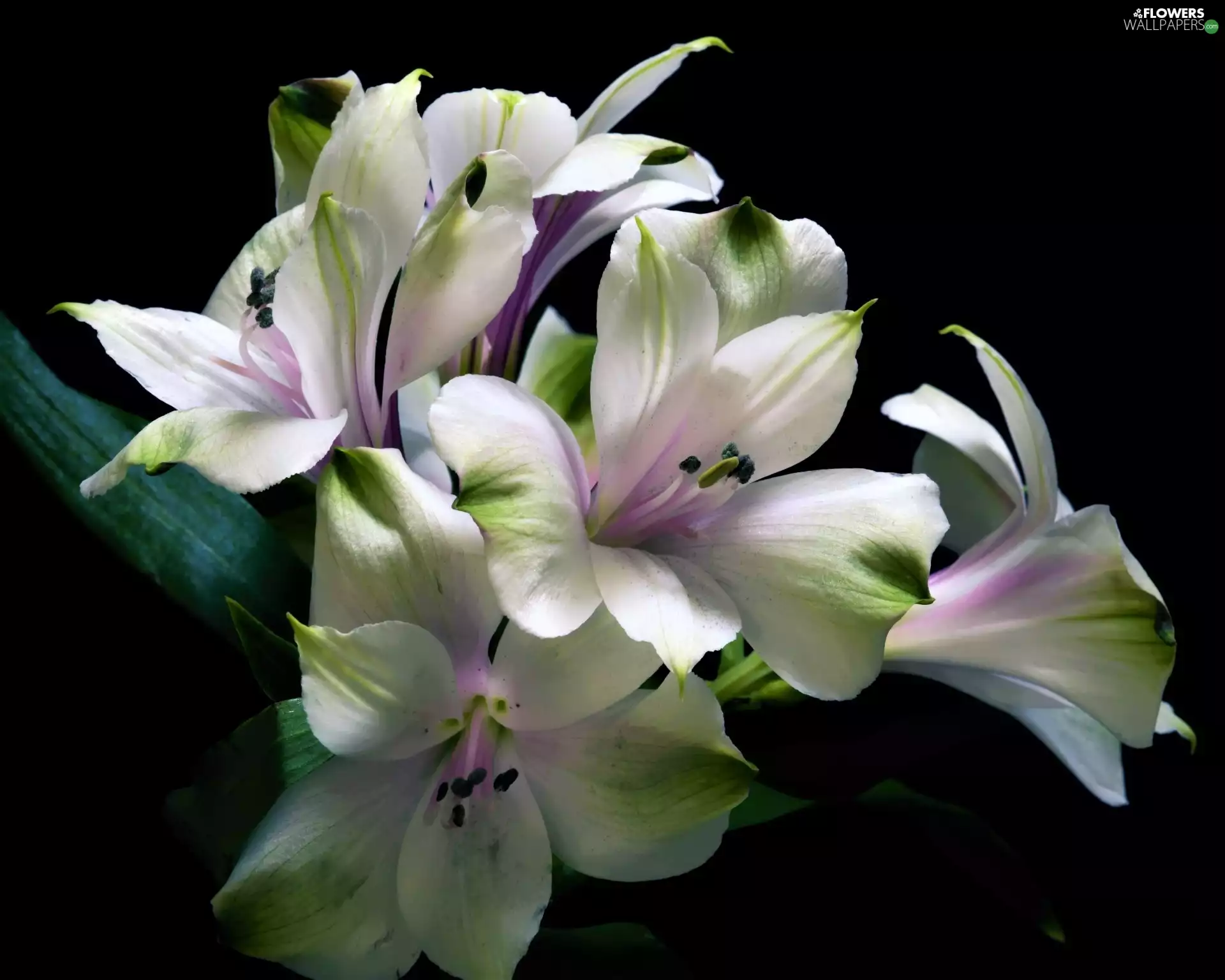 White, Alstroemeria, Dark Background, Flowers