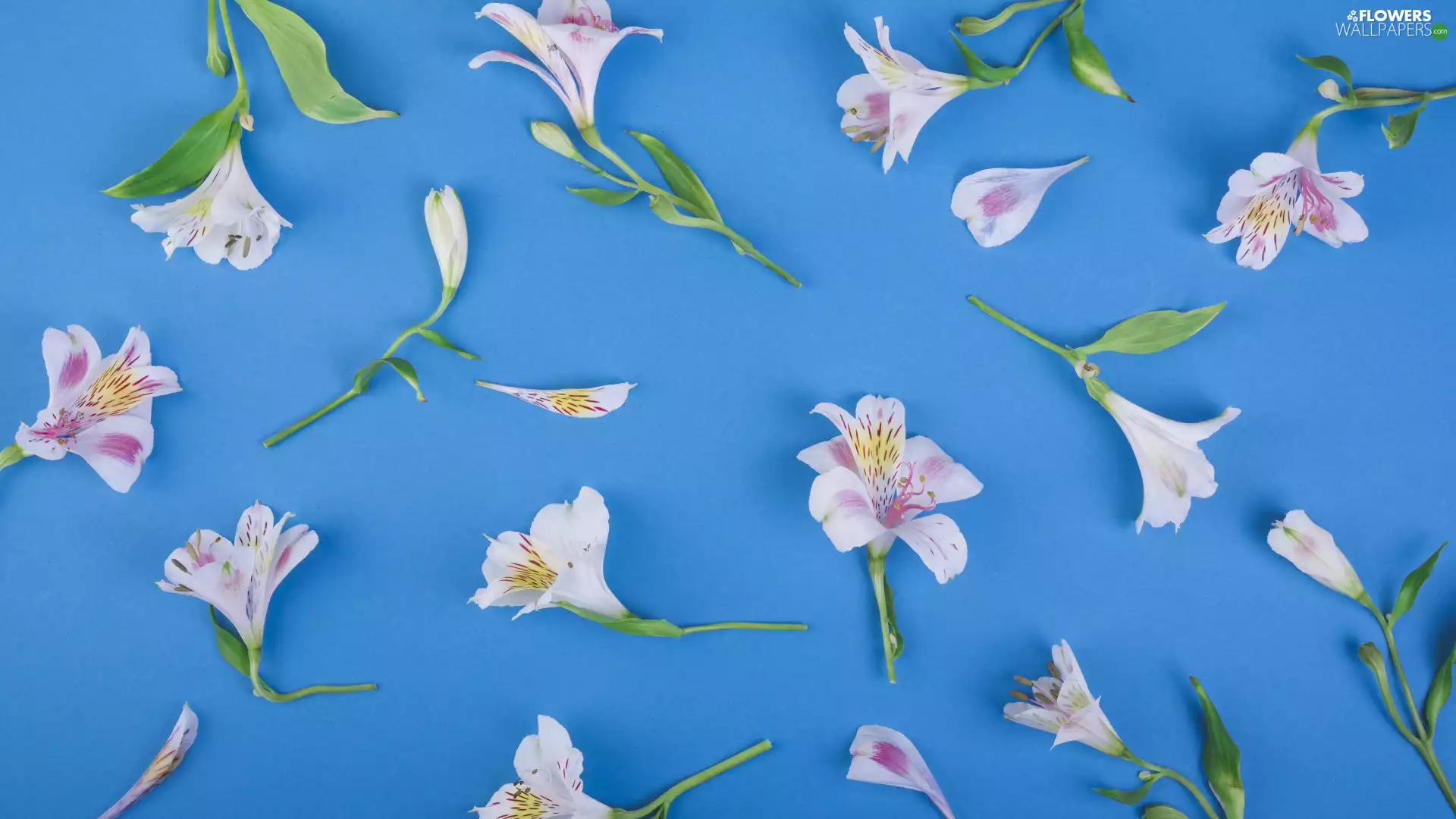 Flowers, background, Blue, Alstroemeria