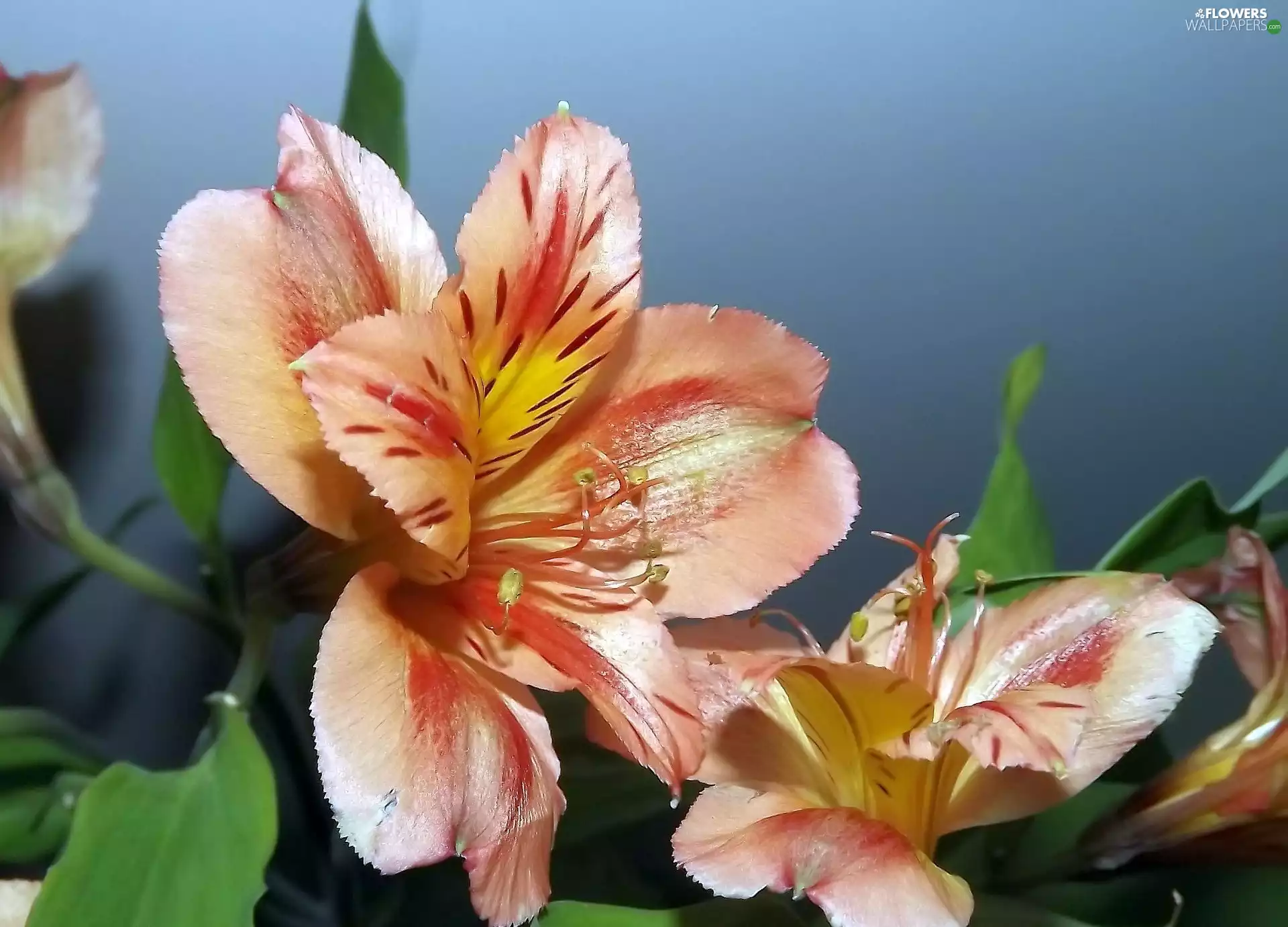 Alstroemeria, Plants, Flowers