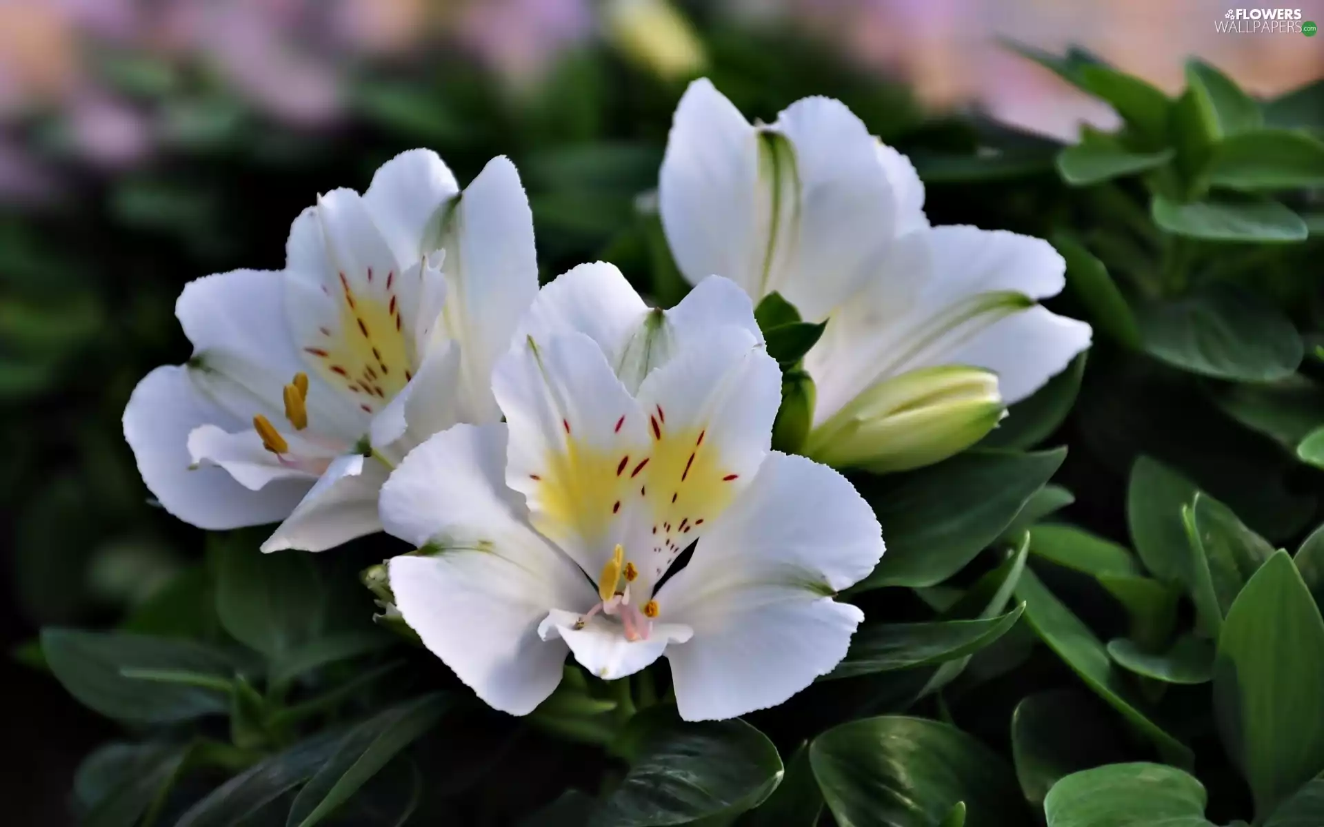Alstroemeria, White, Flowers