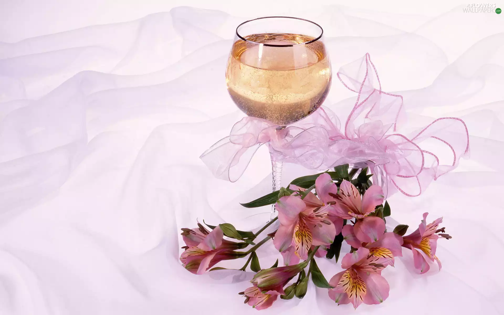 Alstroemeria, Champagne, ribbon