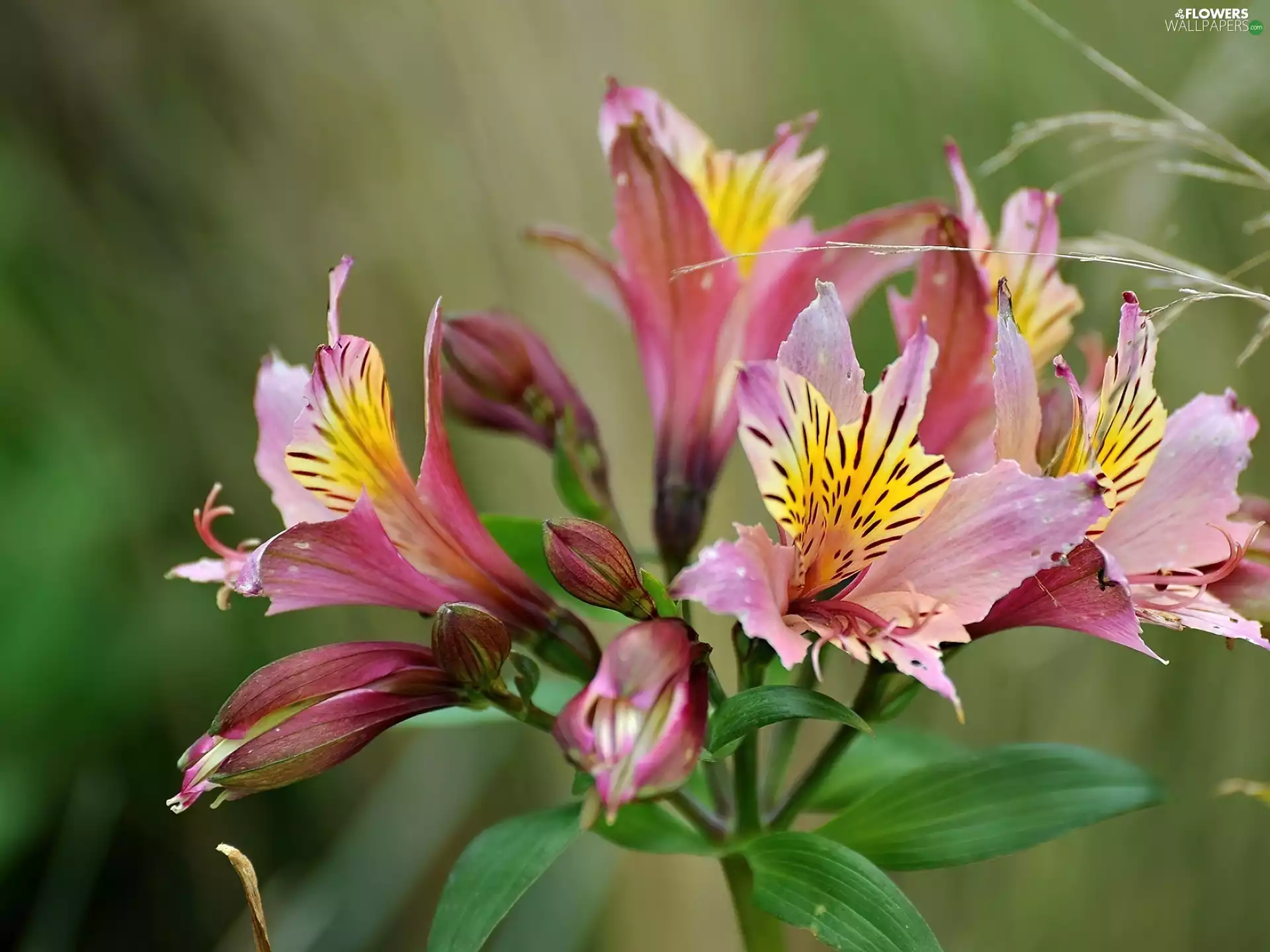 Alstroemeria