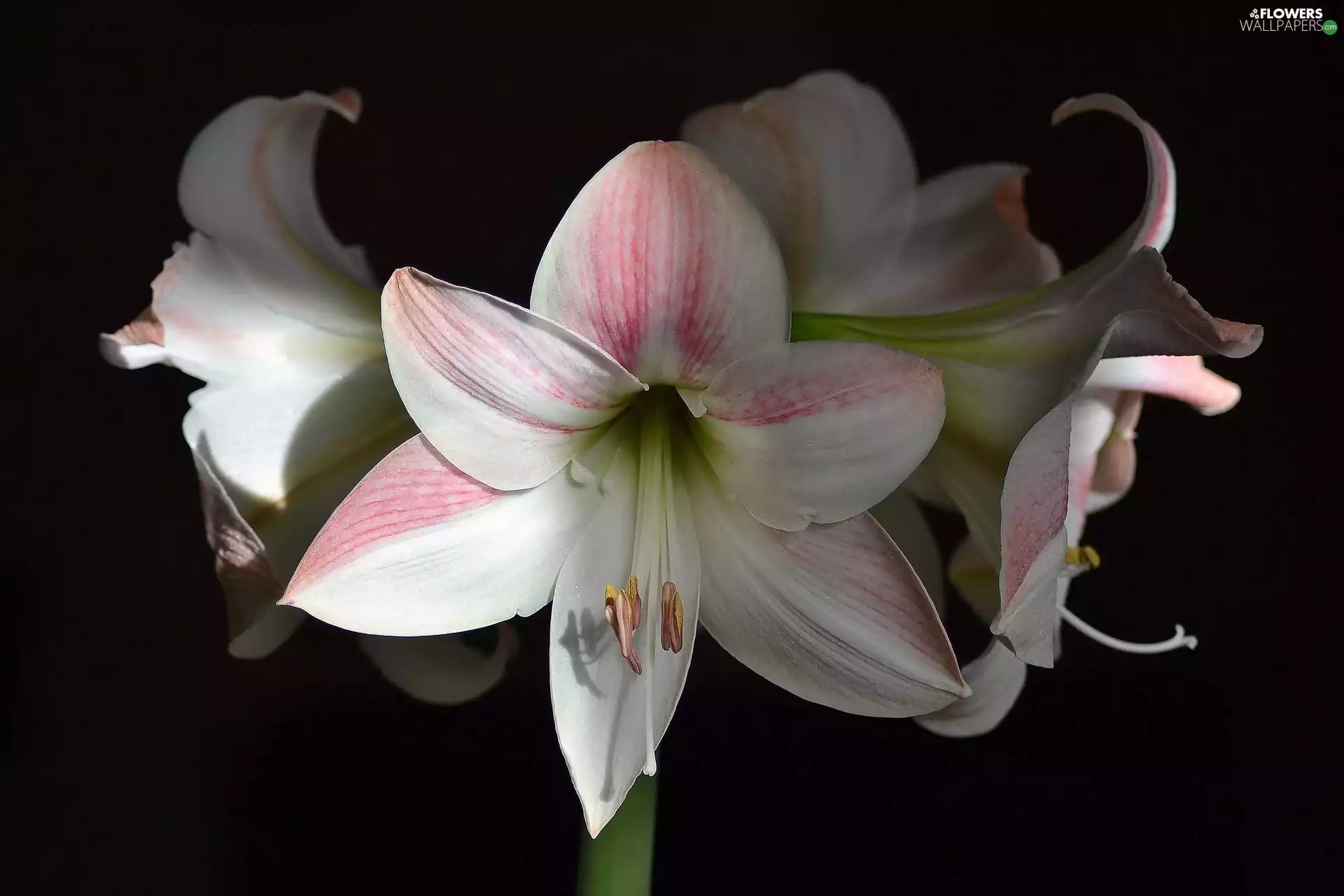amaryllis, Flowers