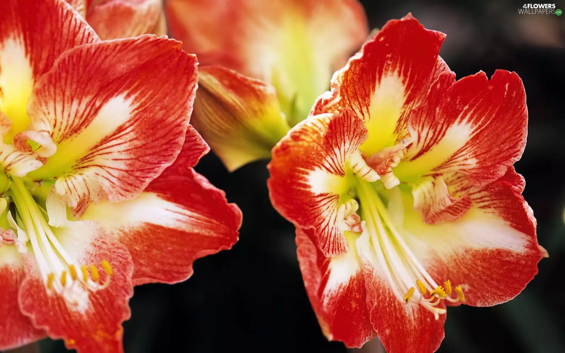 amaryllis, beatyfull, Flowers