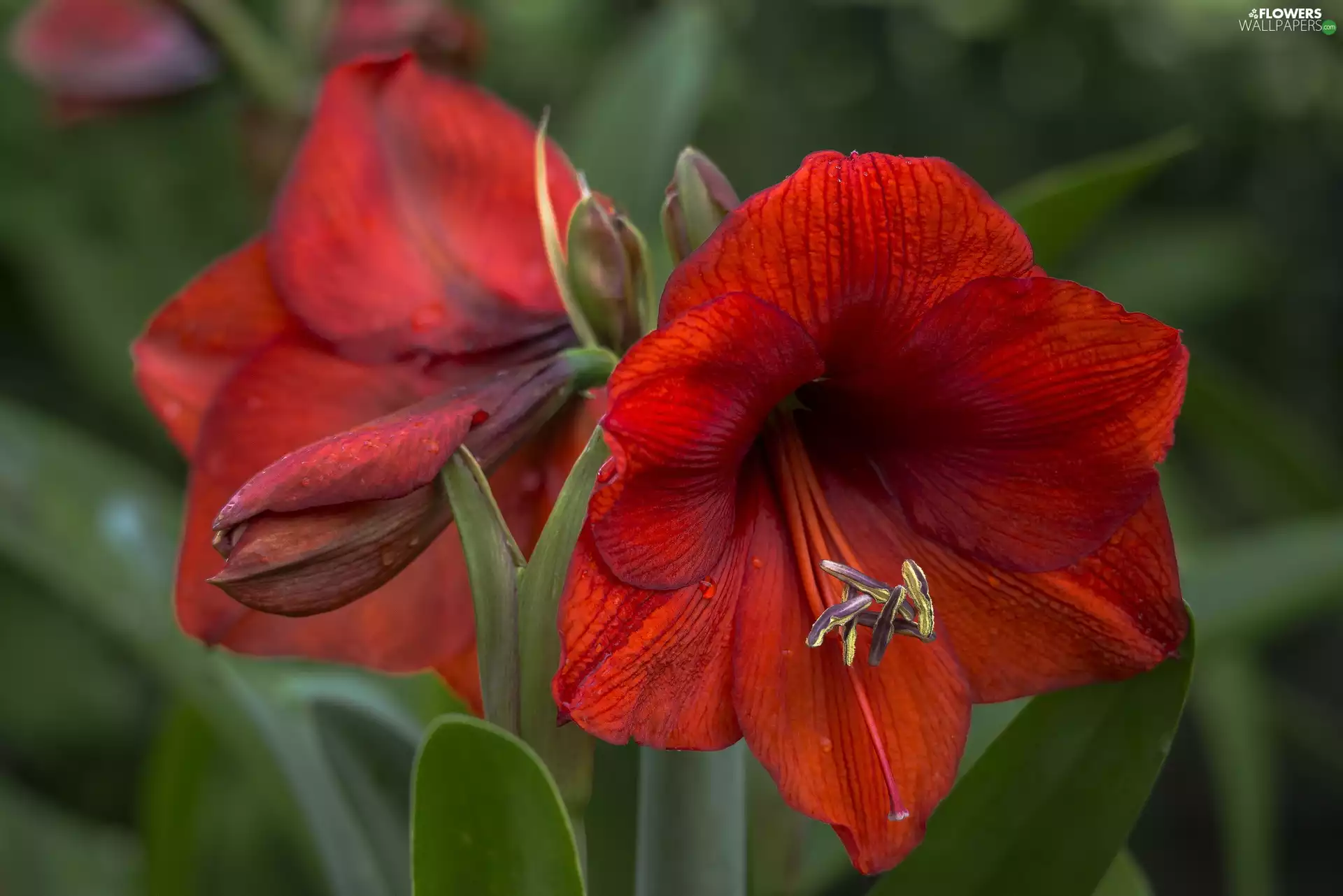 amaryllis, Gippeastrum