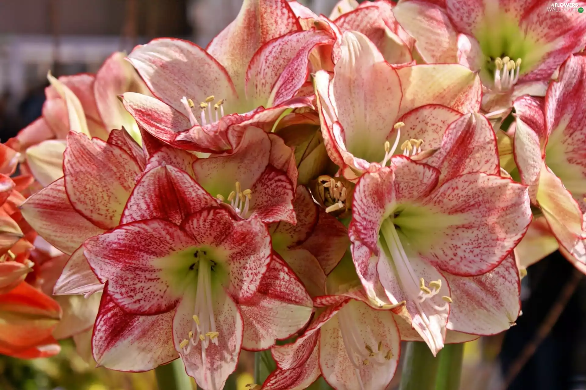amaryllis, Pink