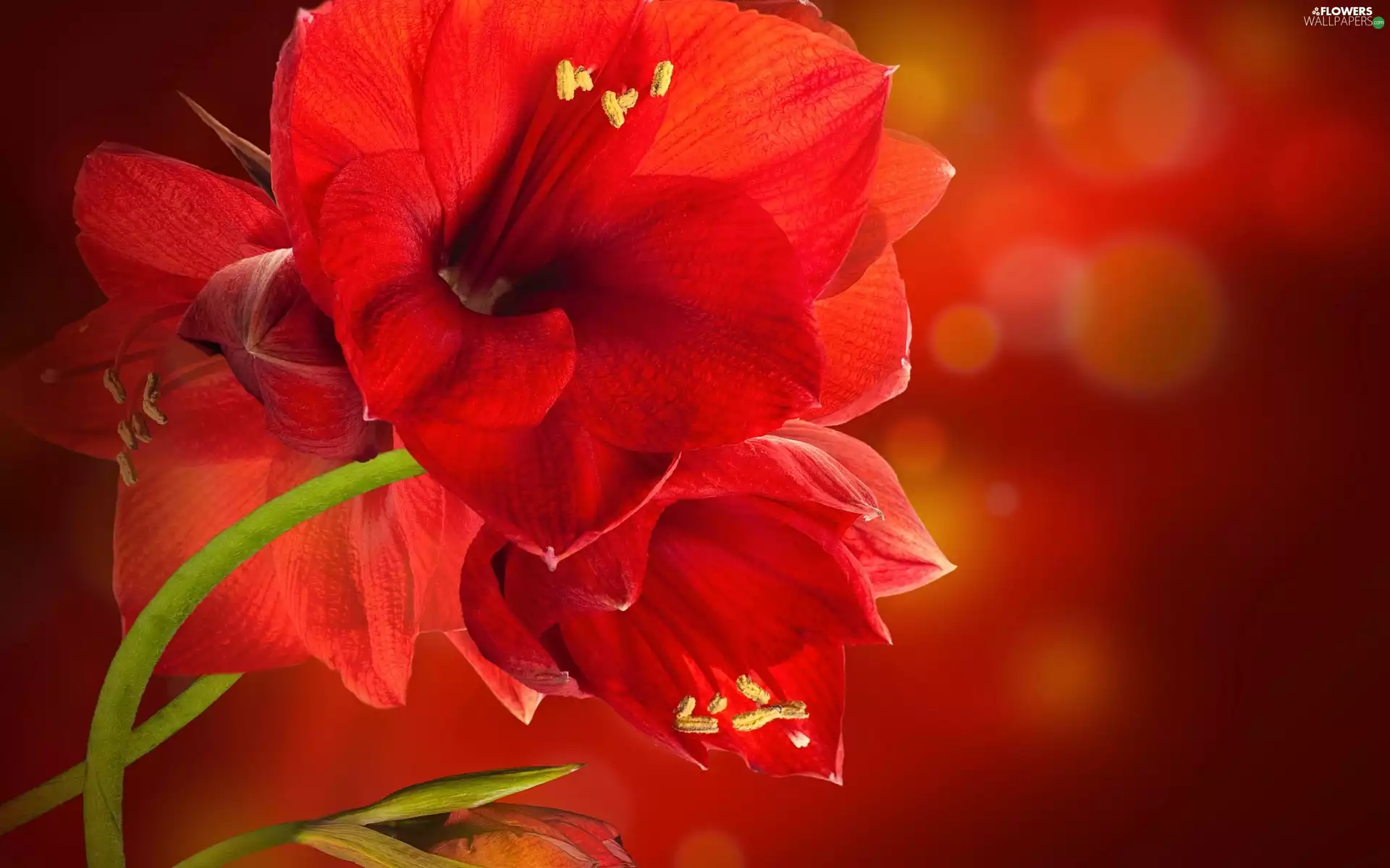 Red, amaryllis