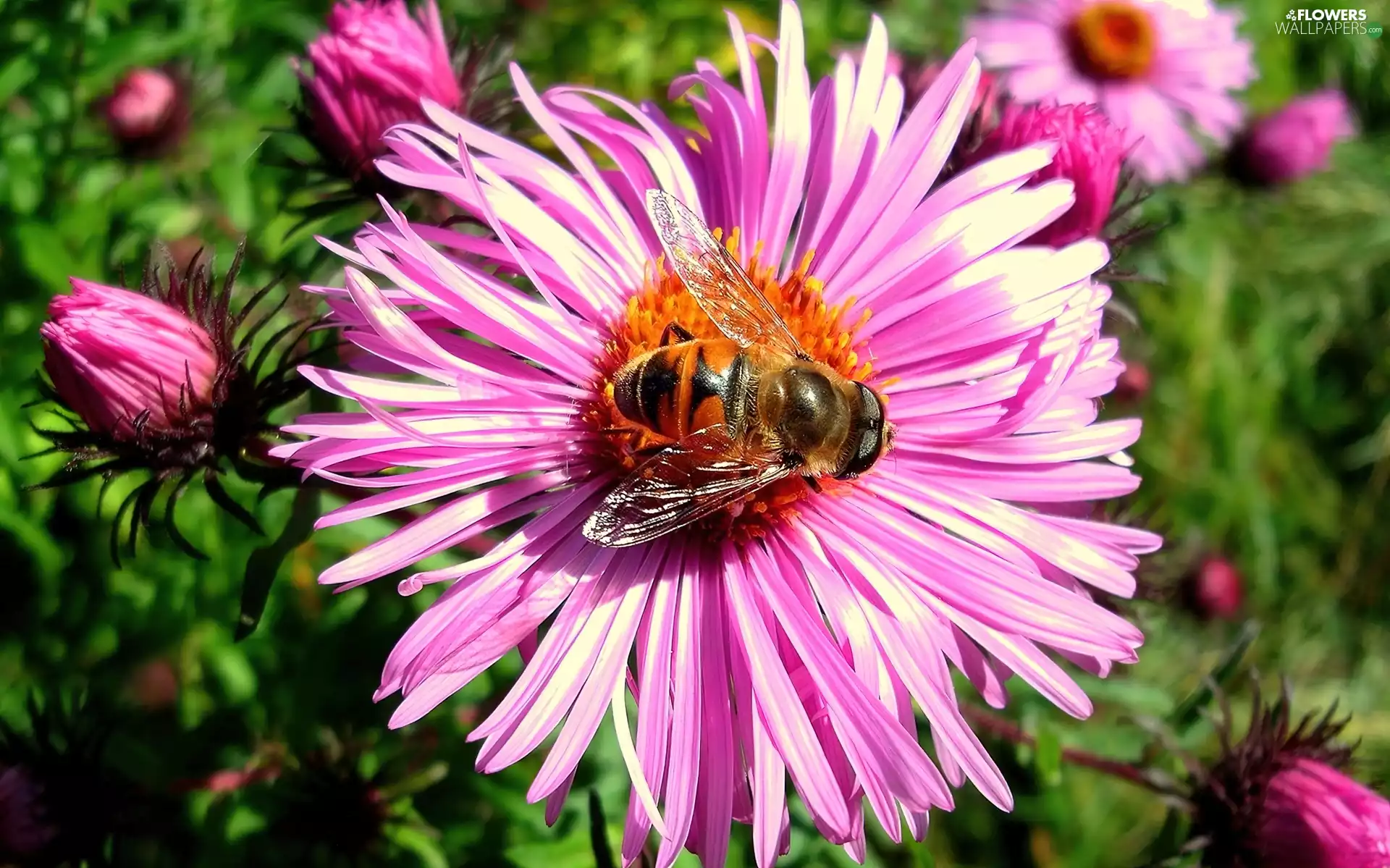 bee, pink, Astra, an