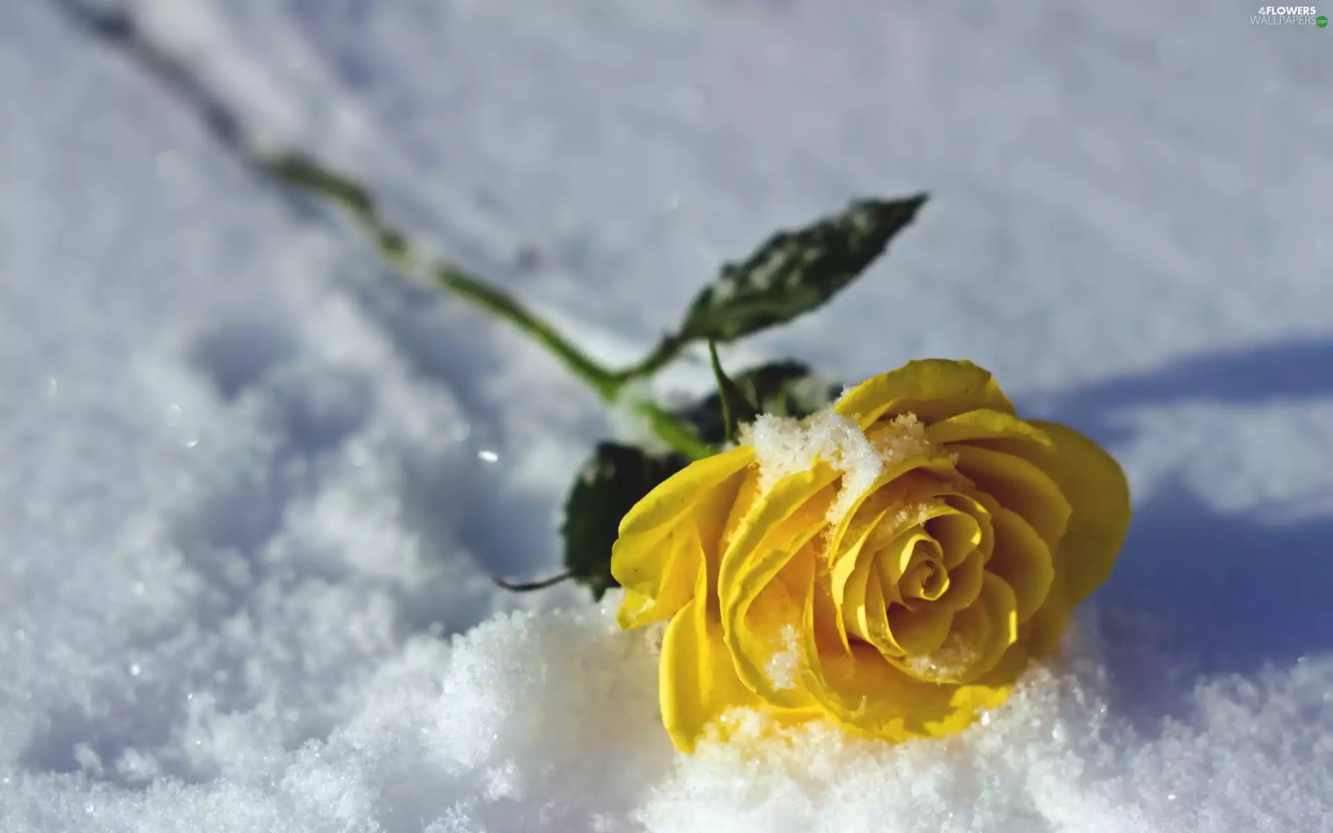 snow, winter, rose, an, Yellow Honda