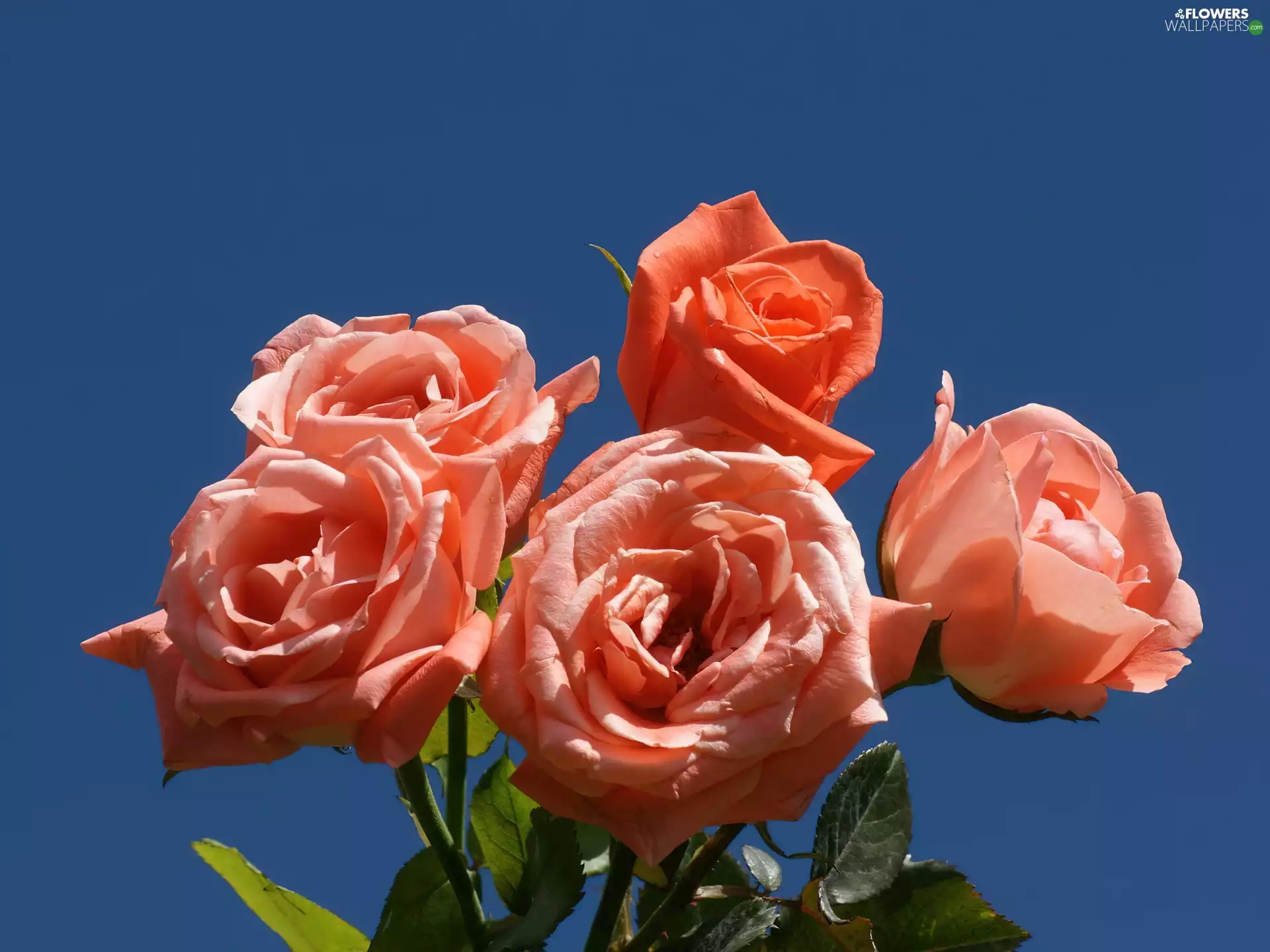 roses, tle, Heaven, an