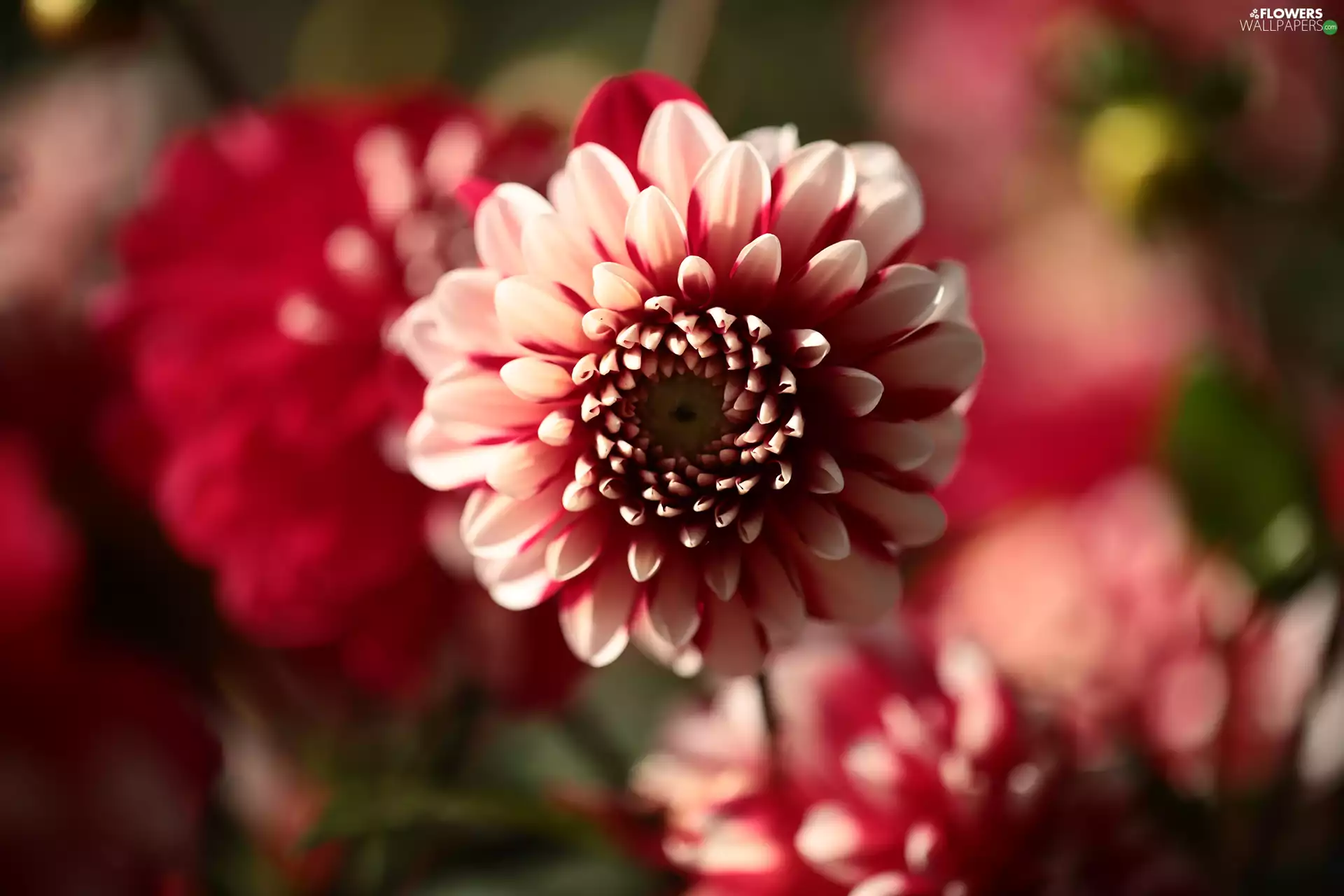 Colourfull Flowers, White and Red, Dalia
