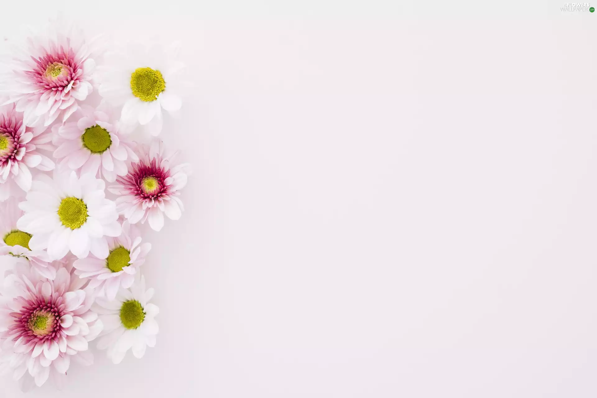Bright, background, white and pink, Chrysanthemums, Flowers