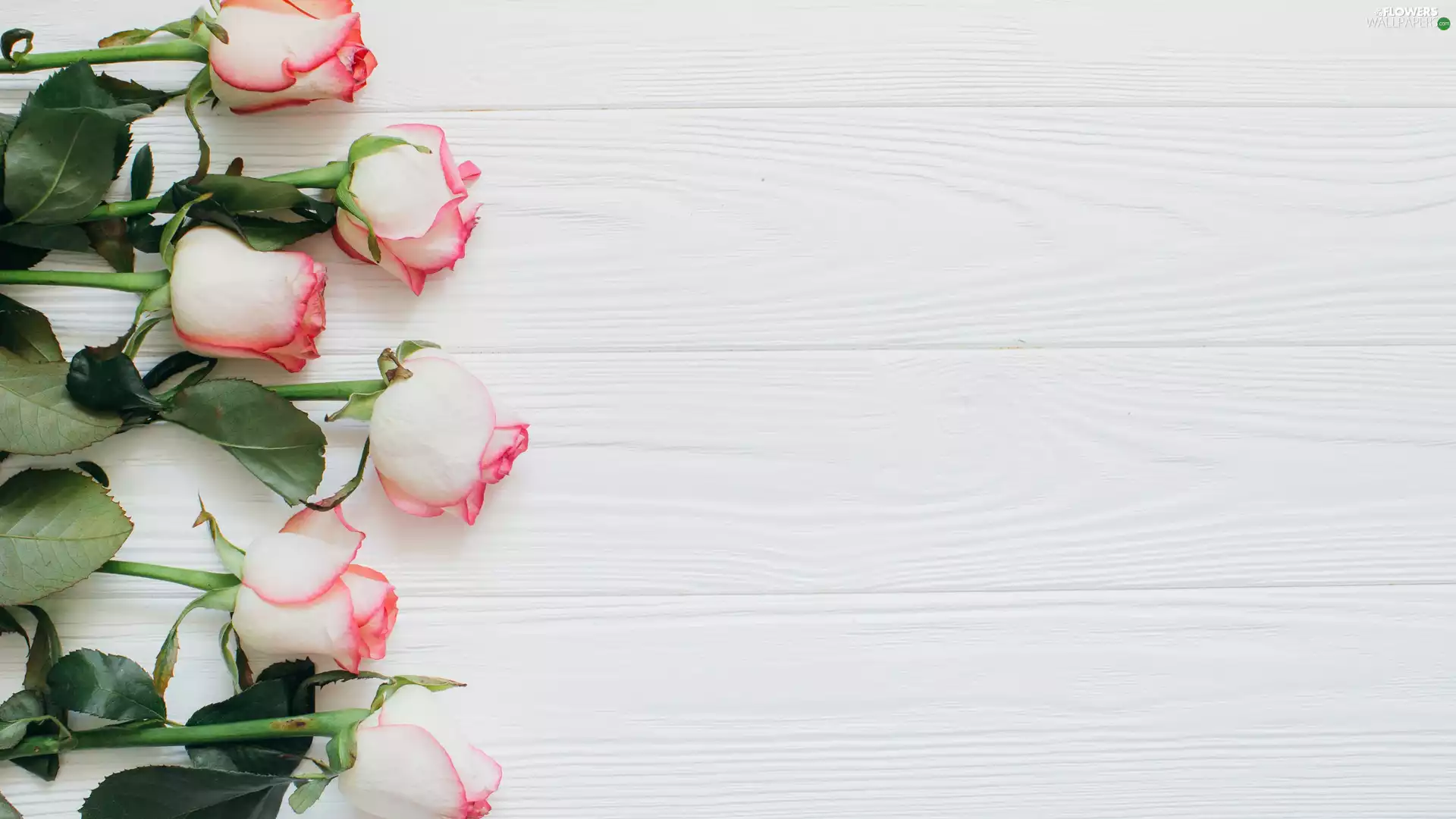 White, boarding, white and pink, roses, Flowers