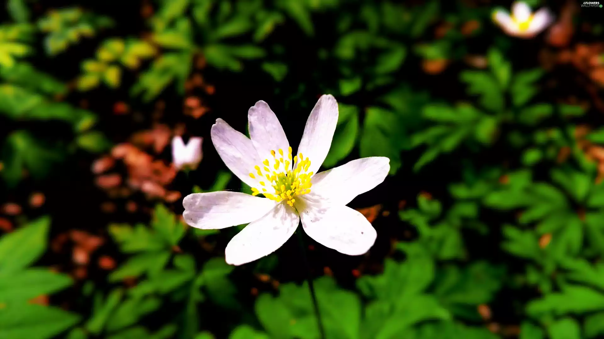 anemone