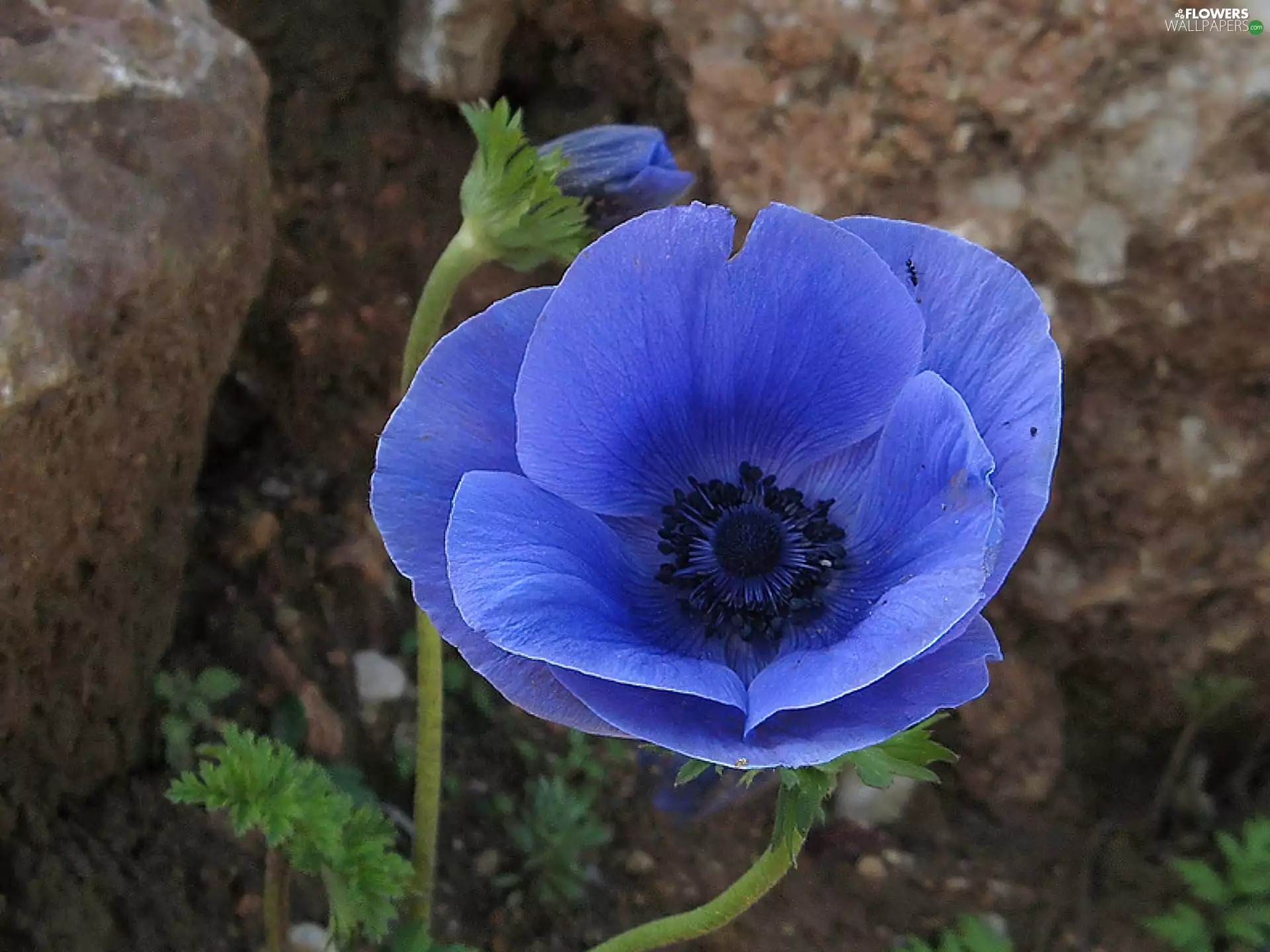 anemone, blue, anemone