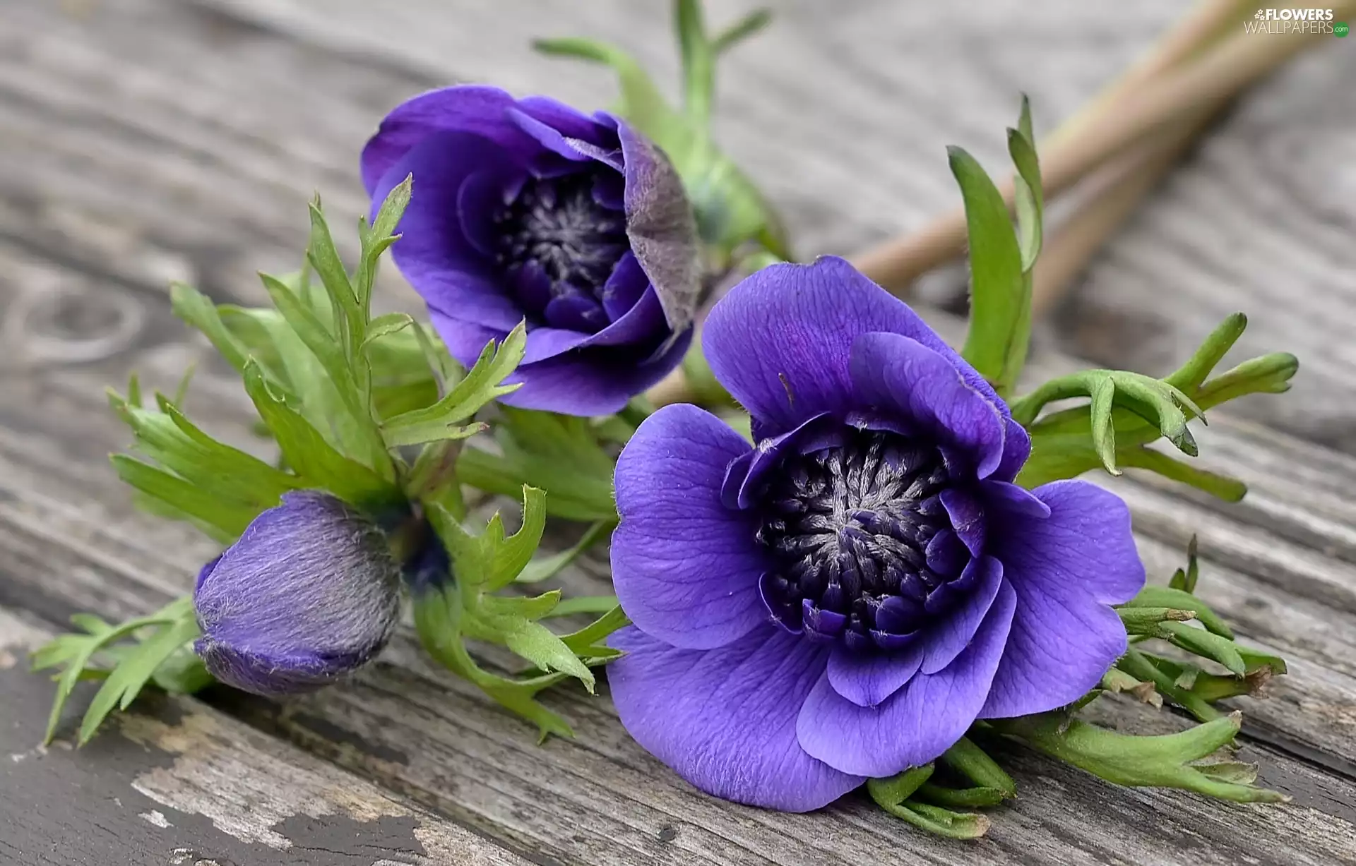 Anemones, Blue, Poppy Anemone