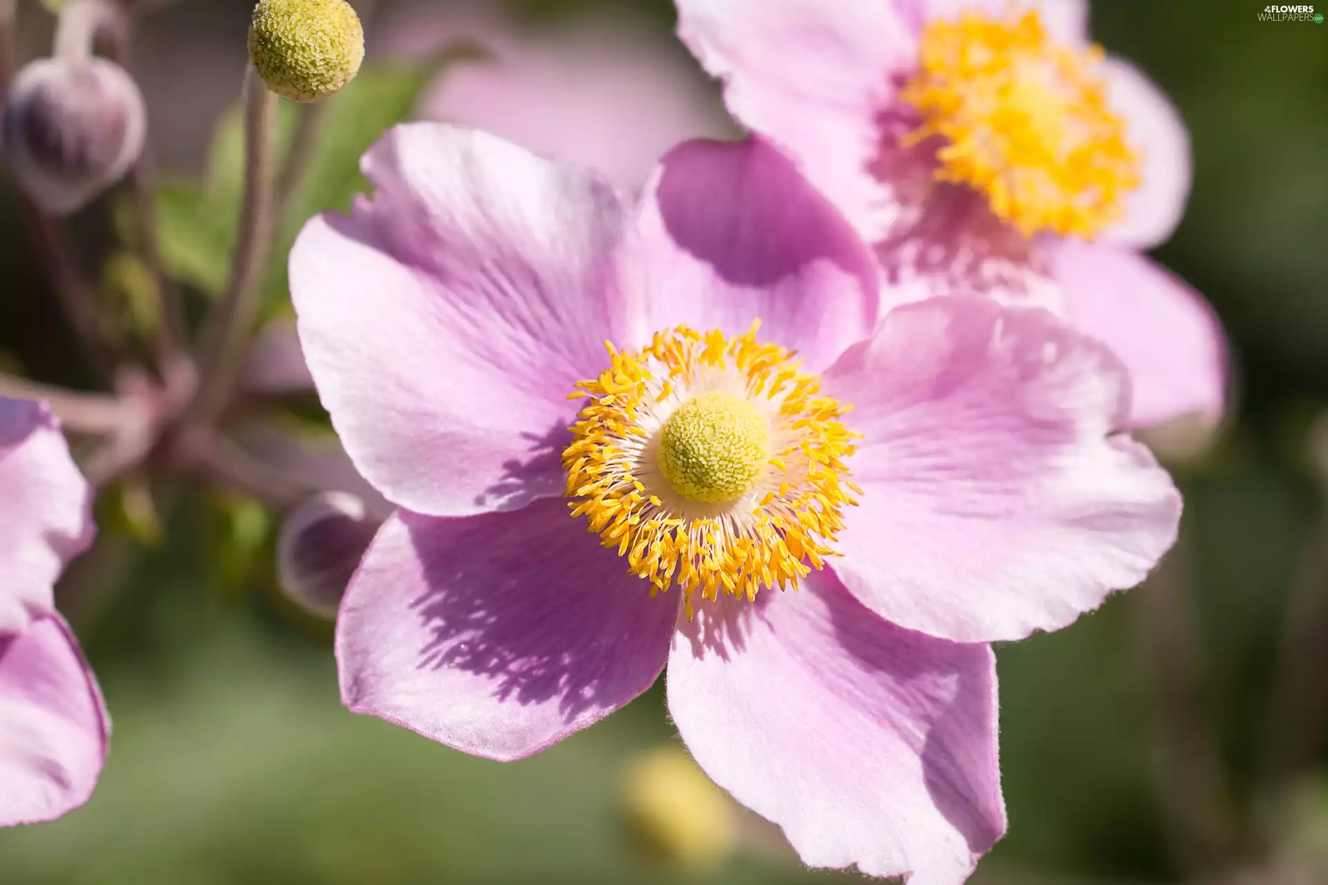 Colourfull Flowers, Japanese anemone