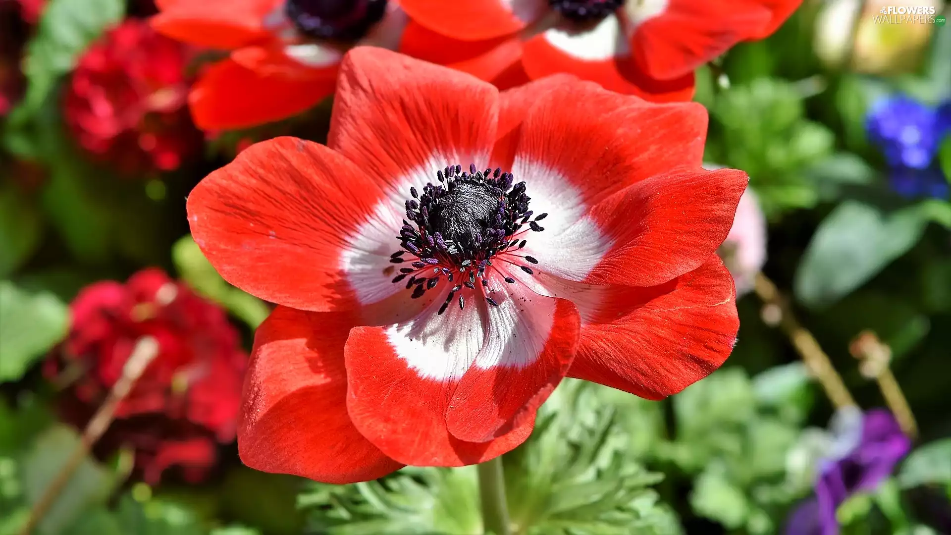 Poppy Anemone, Colourfull Flowers, Red