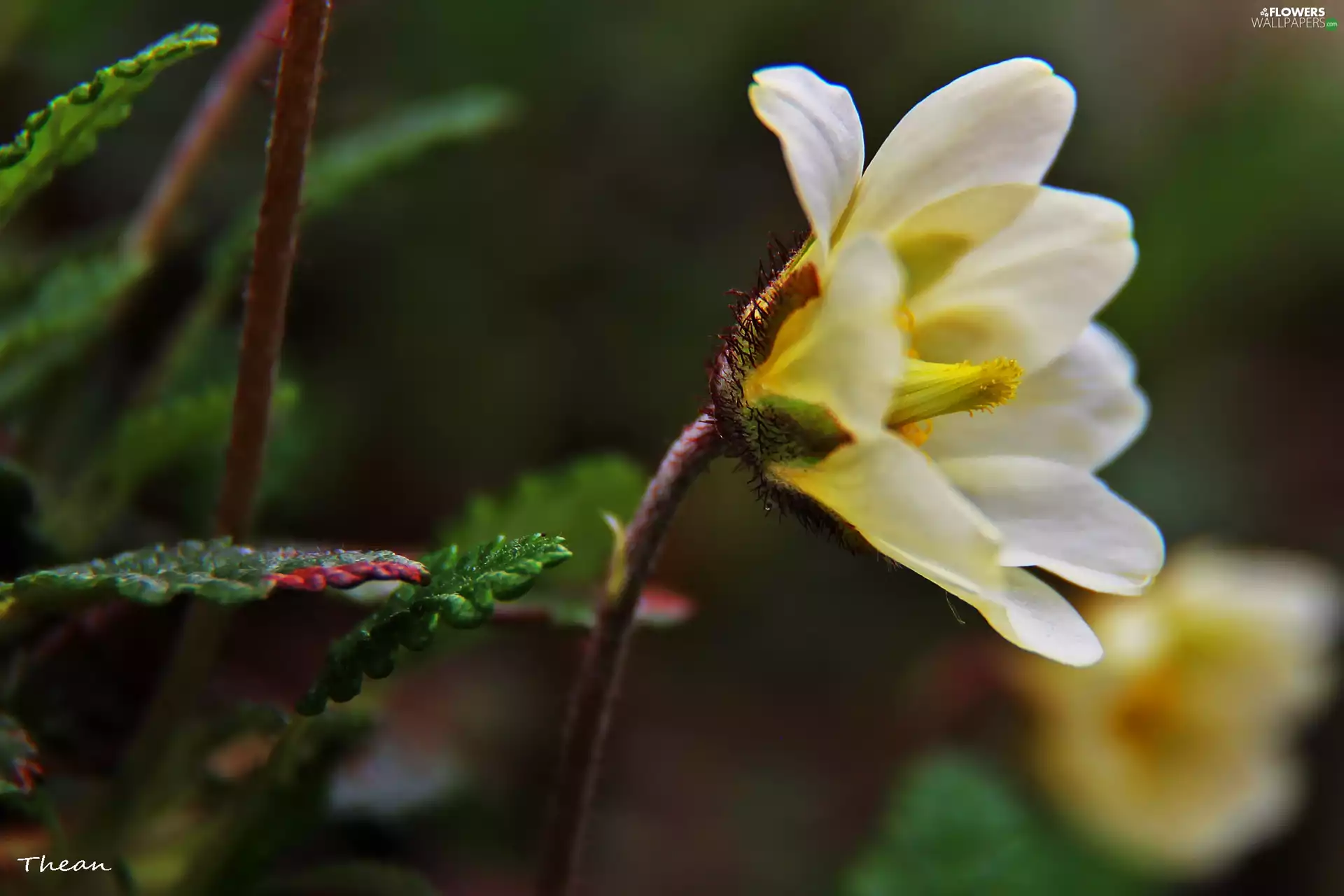 Colourfull Flowers, White, anemone