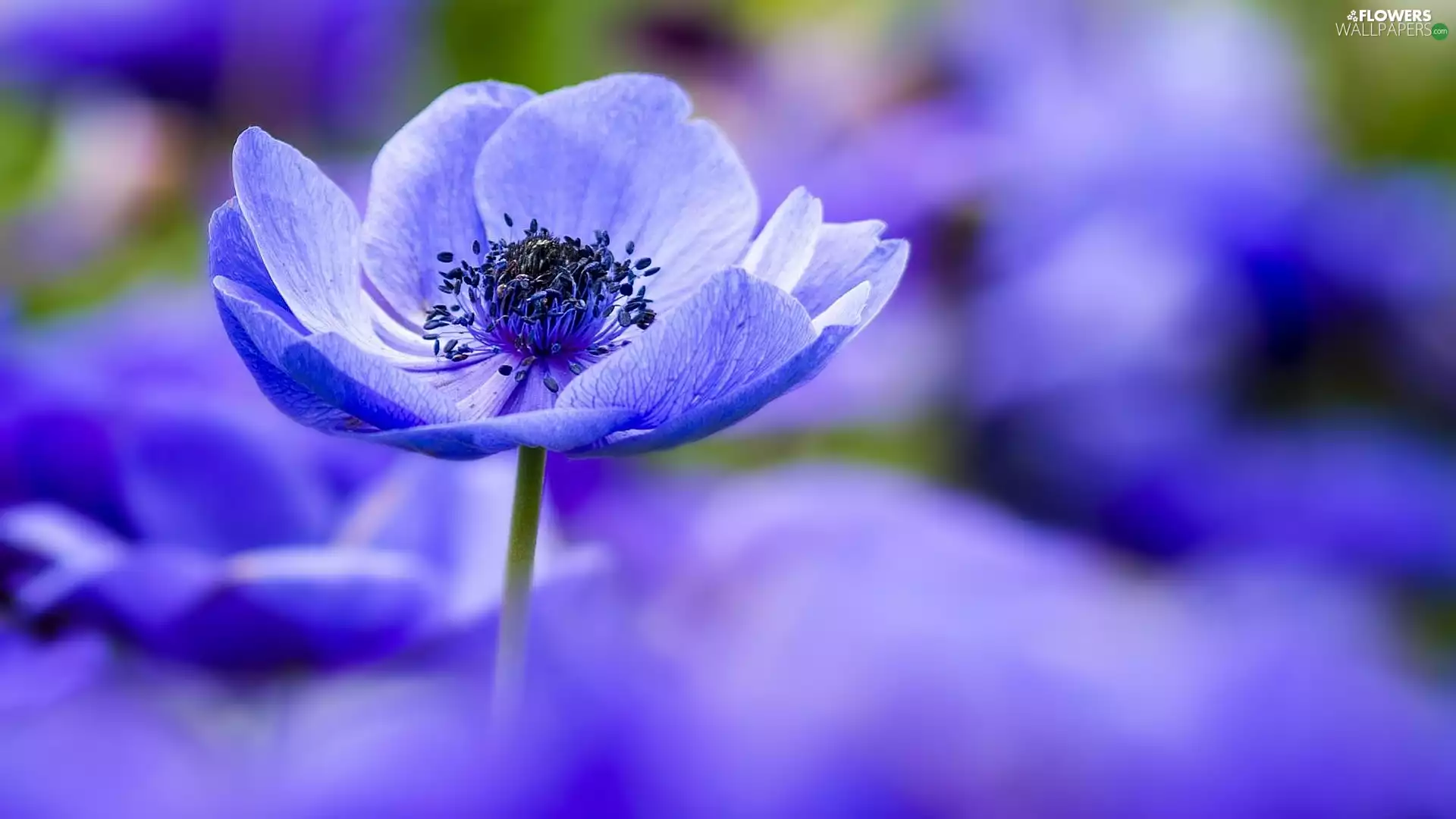 fuzzy, background, blue, anemone, Colourfull Flowers