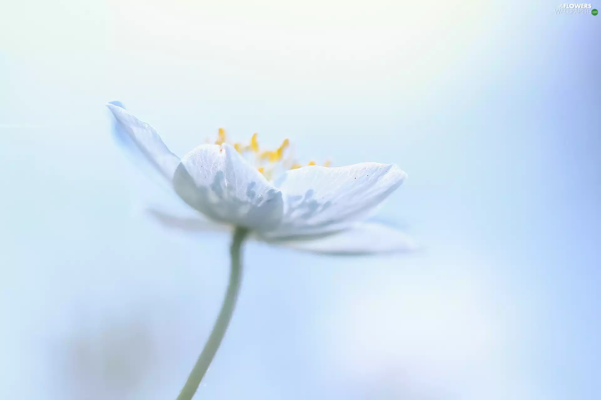 Colourfull Flowers, White, anemone