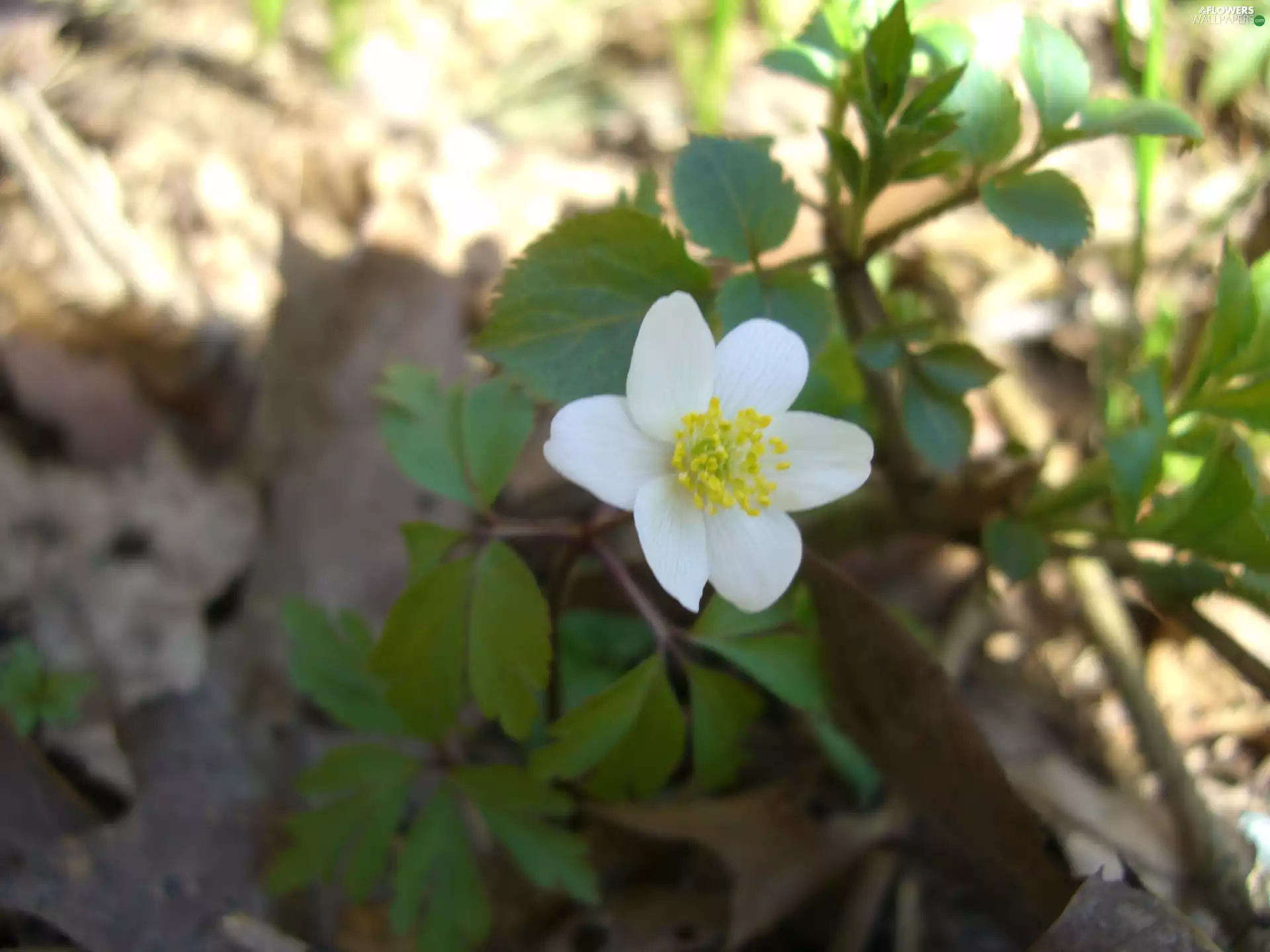 anemone, Colourfull Flowers