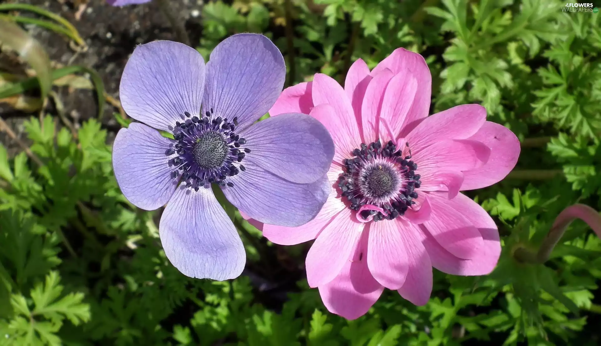 anemone, nature, Flowers