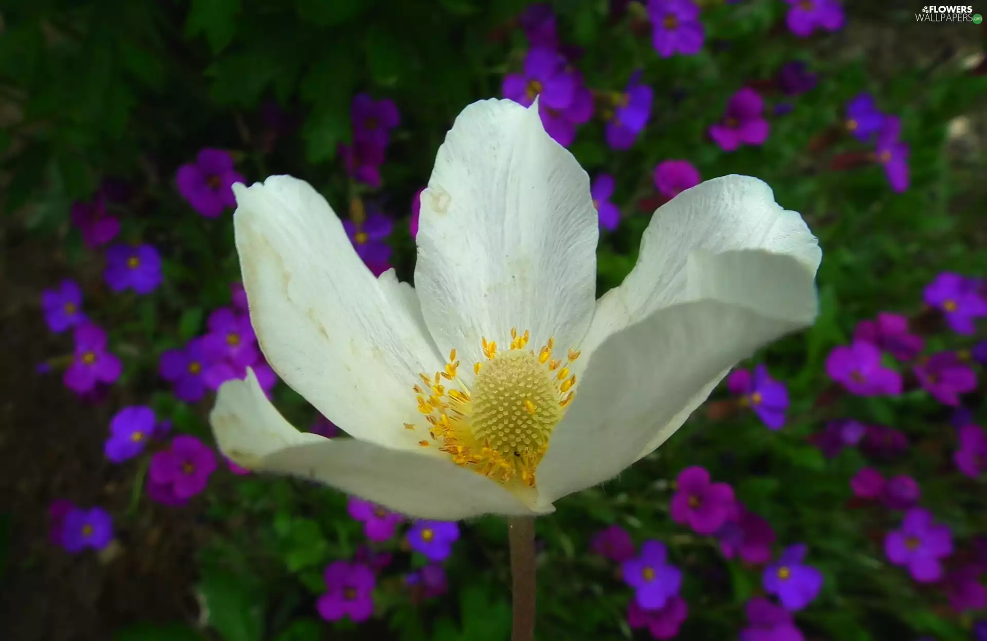 anemone, nature, Flowers