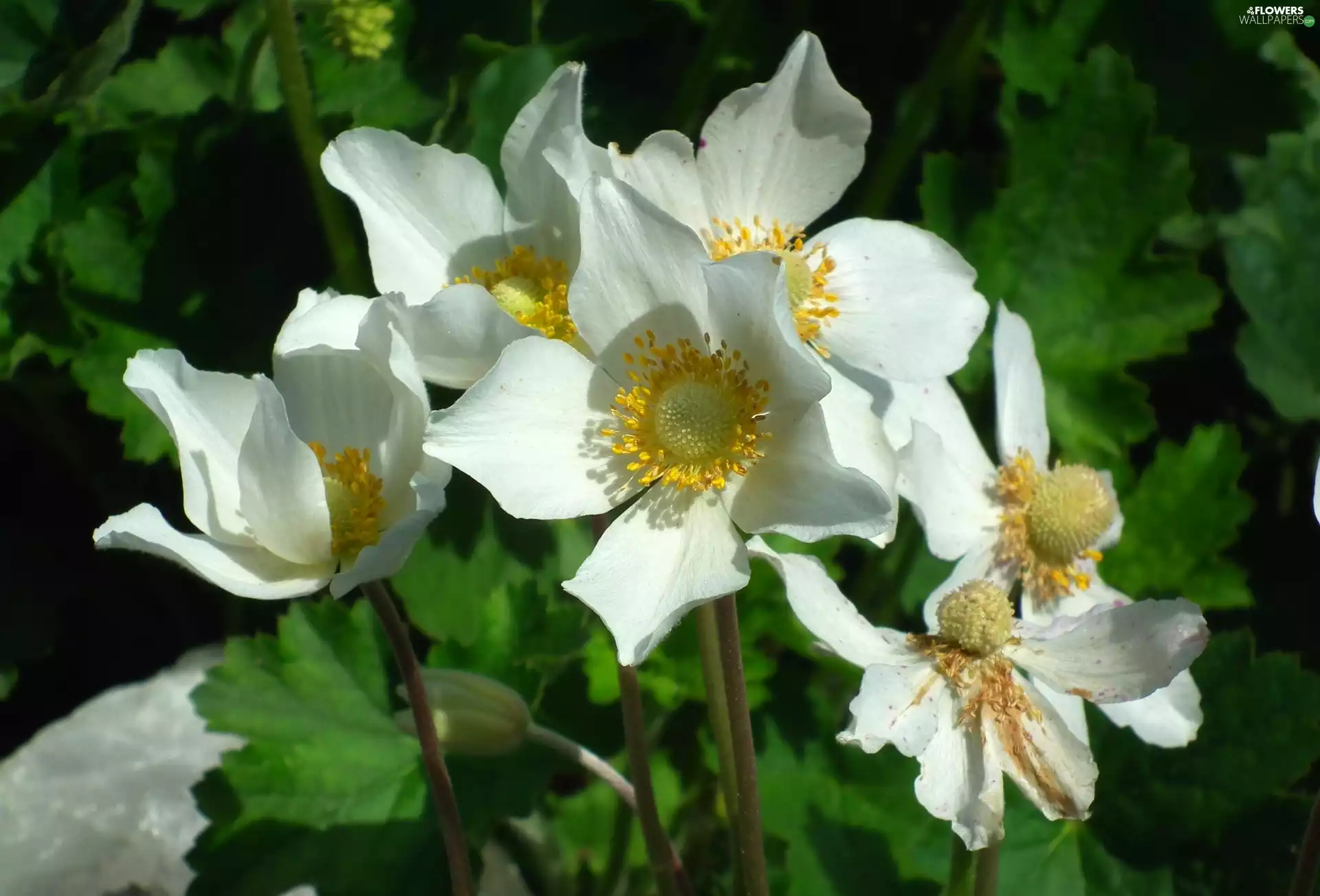 anemone, nature, Flowers