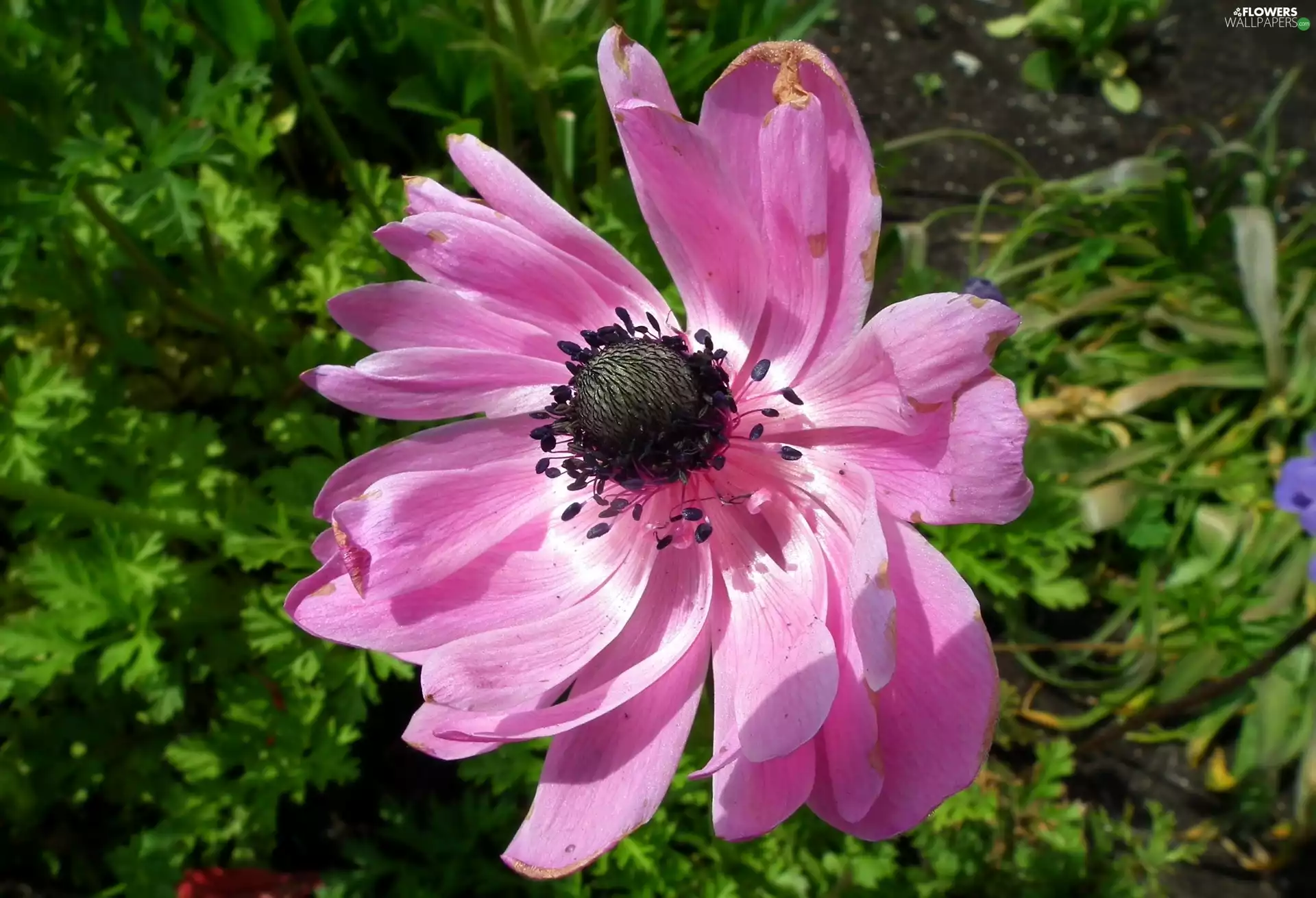 anemone, nature, Flowers